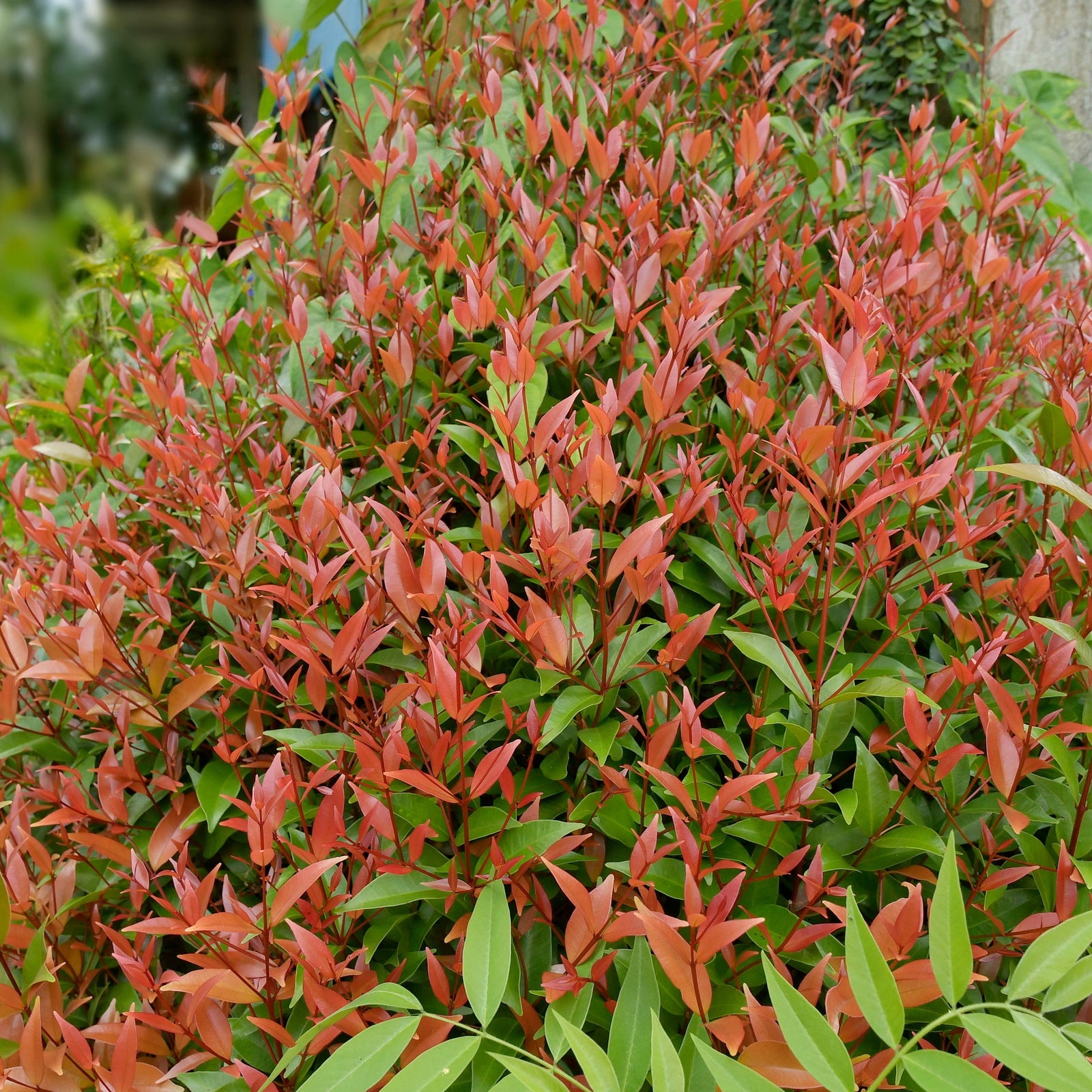 A smiling man in a black Nike jacket holds a Nandina domestica 'Gulf Stream' (Heavenly Bamboo) 2L with red and green leaves in front of a wooden fence.