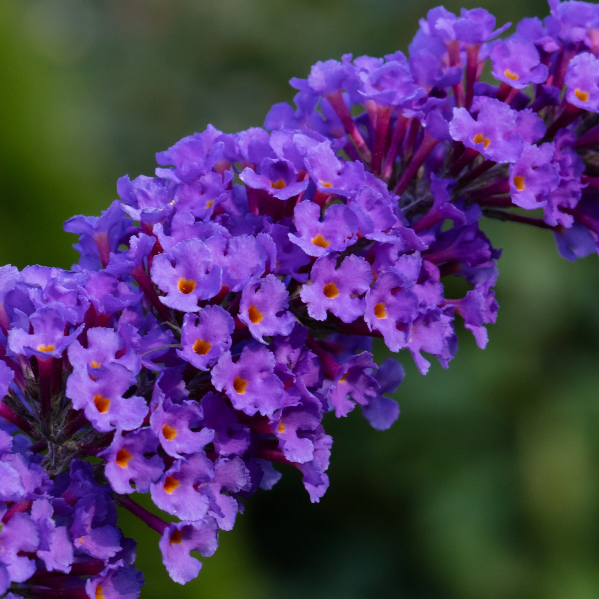 Buddleja davidii 'Nanho Blue' 1L