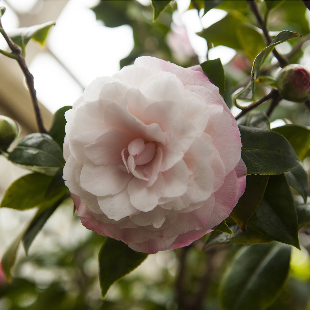 A close-up of Camellia japonica &#39;Nuccio&#39;s Pearl&#39; 60cm / 100cm in full bloom, displaying soft pink, layered petals surrounded by dark green leaves and unopened buds for a delicate and intricate look.