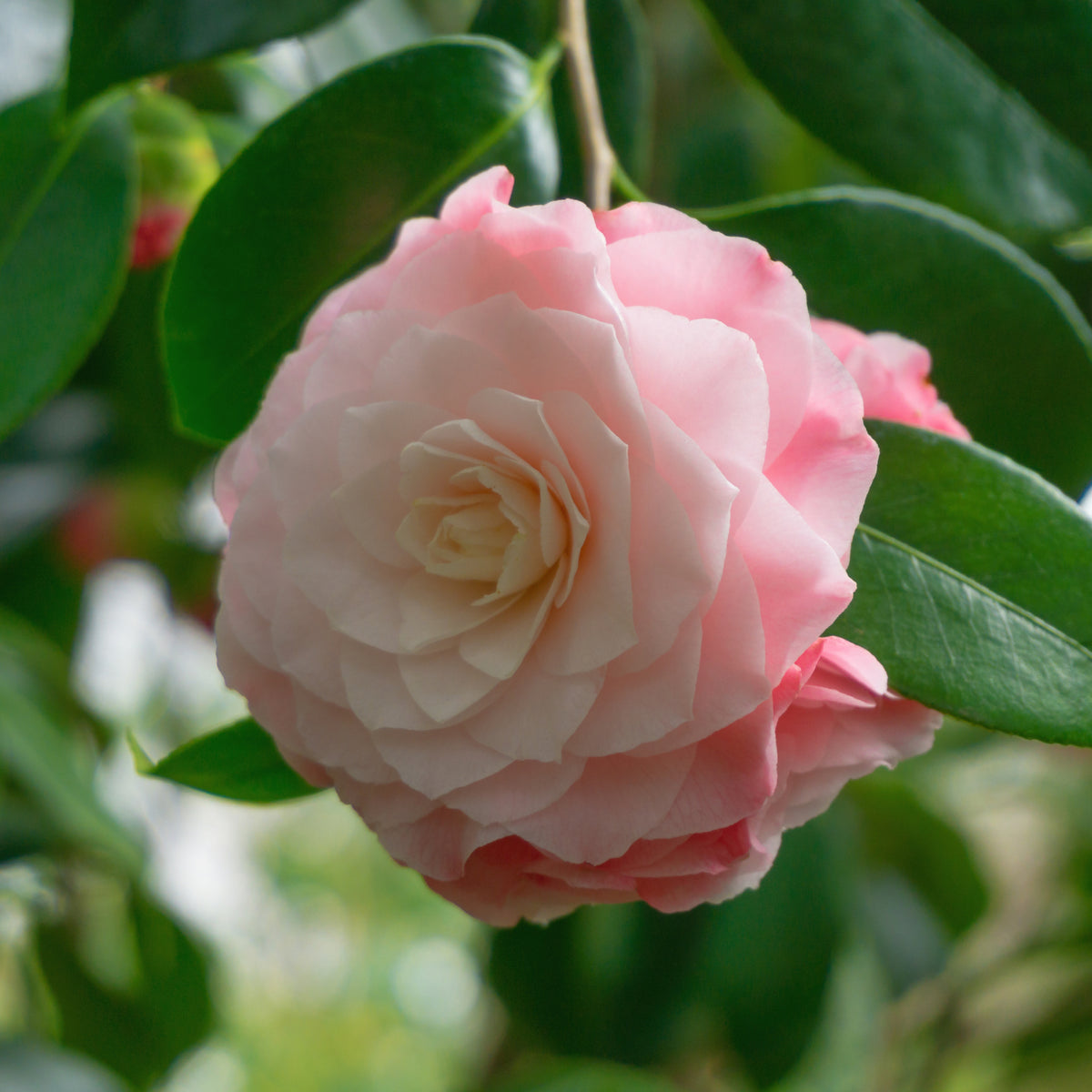 A close-up of Camellia japonica &#39;Nuccio&#39;s Pearl&#39; (60cm / 100cm) in bloom, with delicate light pink petals layered in a circular pattern, surrounded by green leaves and softly lit by natural light.