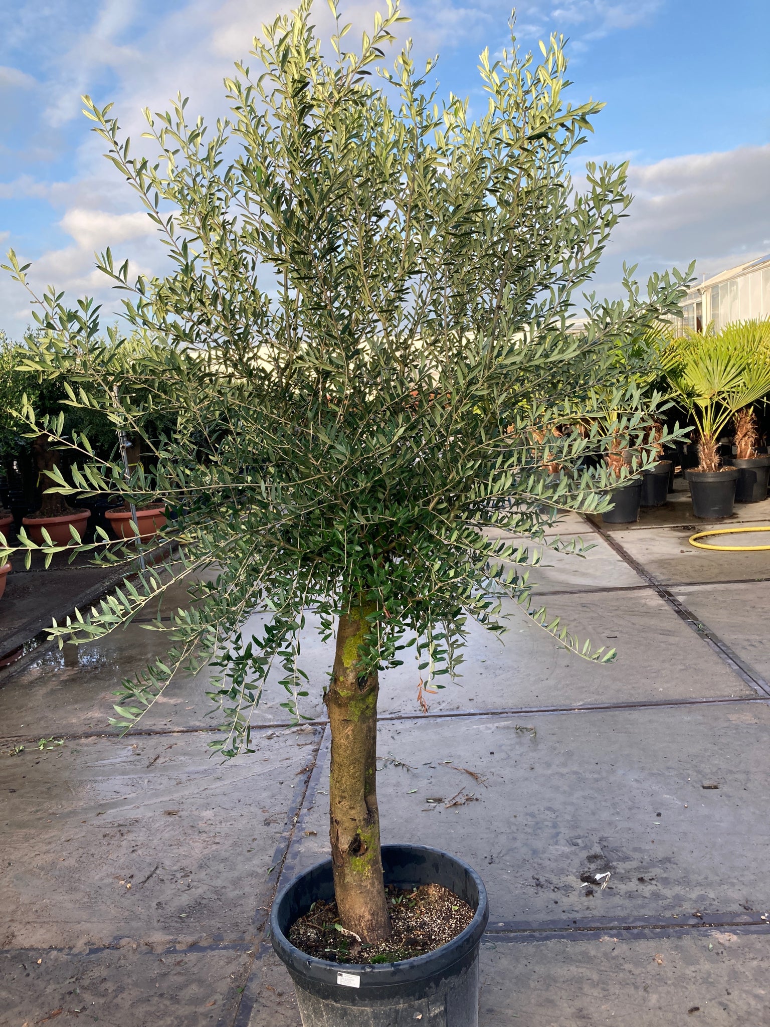 A person smiles beside an Olive Tree 35L 1.7-1.8m (Multibuy Offers Available) in a greenhouse filled with plants, wearing a jacket, green sweater, and black pants as sunlight streams through the glass roof.