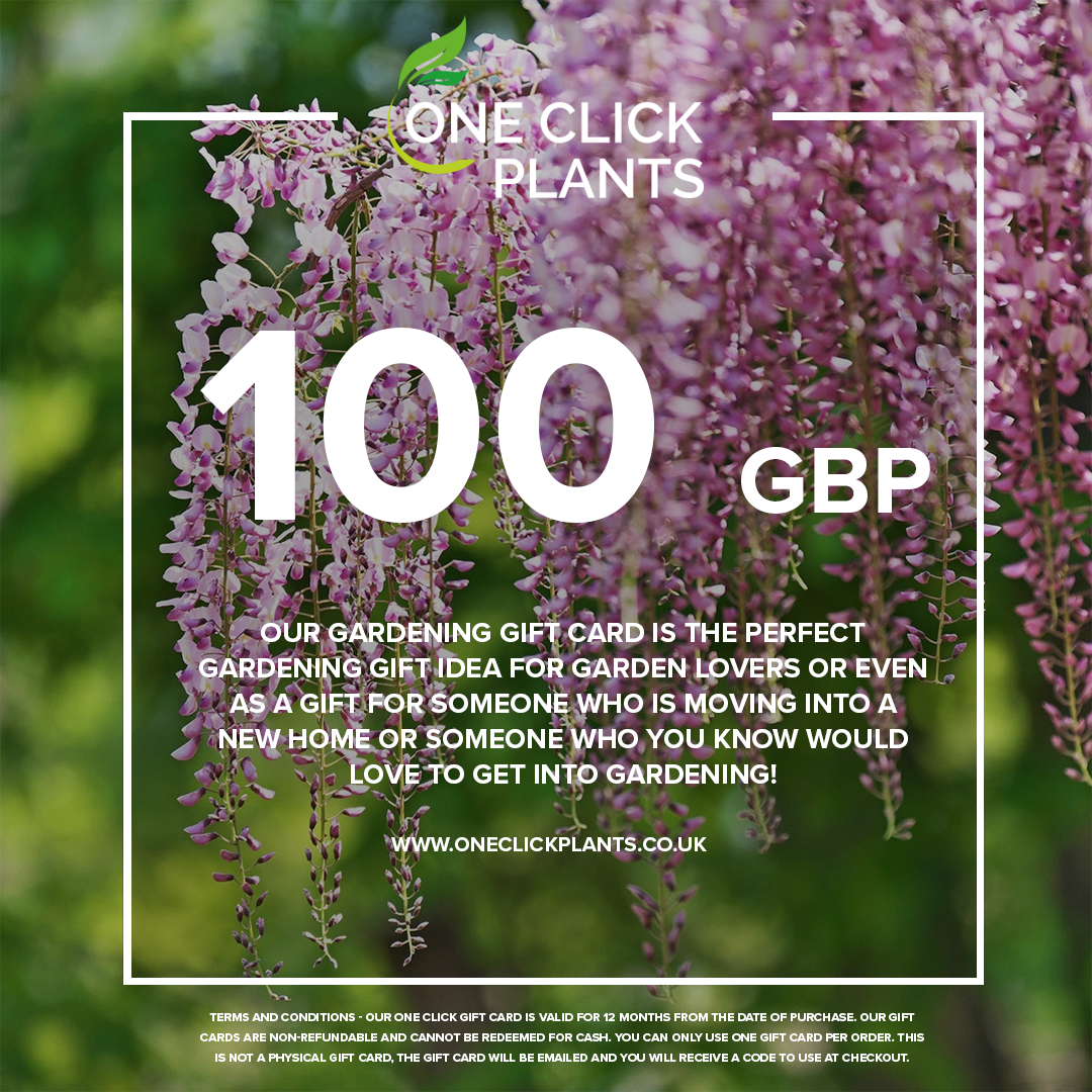 A One Click Plants Gardening Gift Card (£25–£300) featuring clusters of purple wisteria, perfect for garden lovers. Website and terms appear at the bottom.