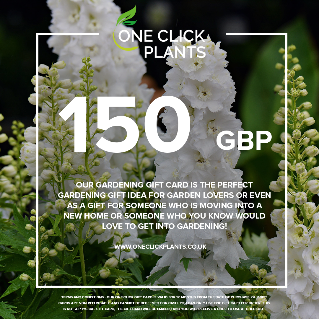 The One Click Plants Gardening Gift Card (£25–£300) is the perfect present for garden lovers or anyone looking for a thoughtful gardening gift idea.