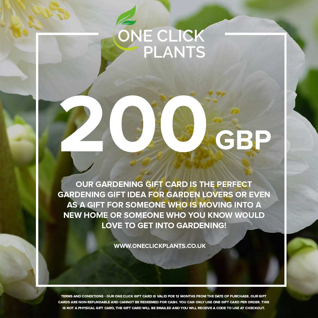 A promotional graphic for One Click Plants showcases white flowers and presents the One Click Plants Gardening Gift Card (from £25 to £300) as the perfect gift for garden lovers or anyone new to gardening.