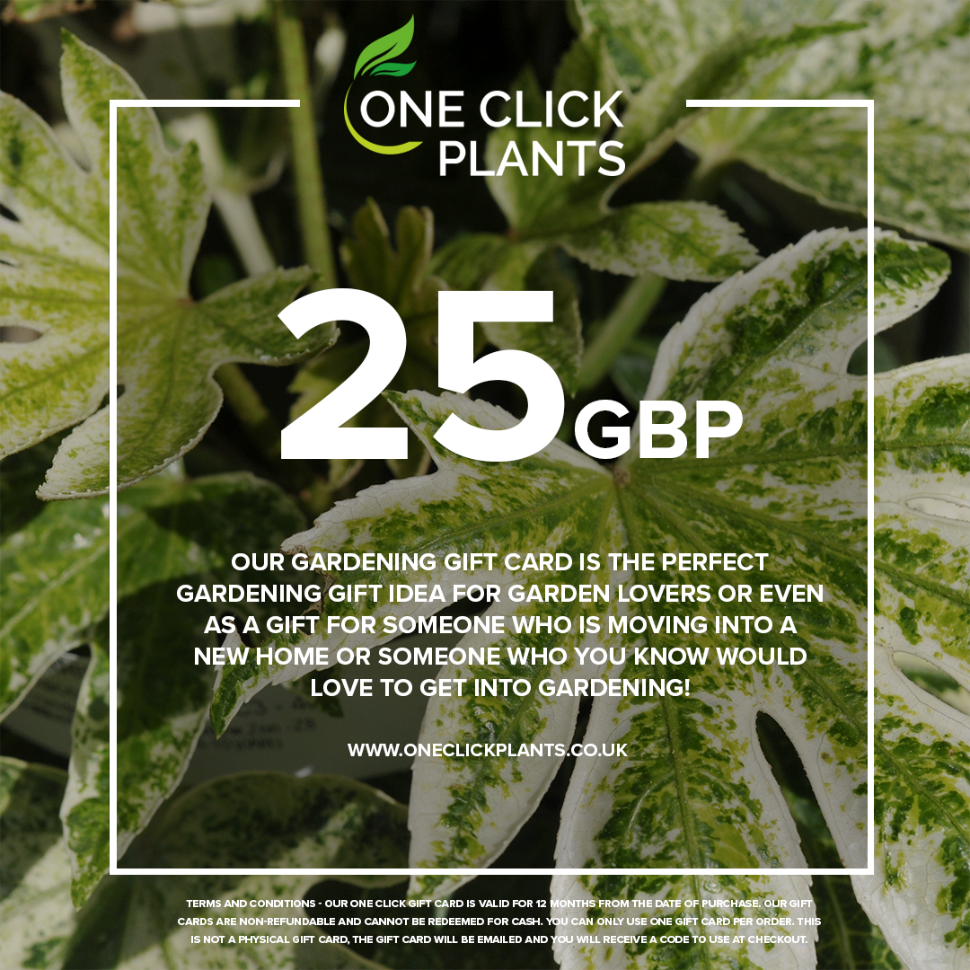 A One Click Plants Gardening Gift Card (£25–£300) is shown against green and white leaves, promoted as the perfect gift idea for garden lovers or new homeowners.