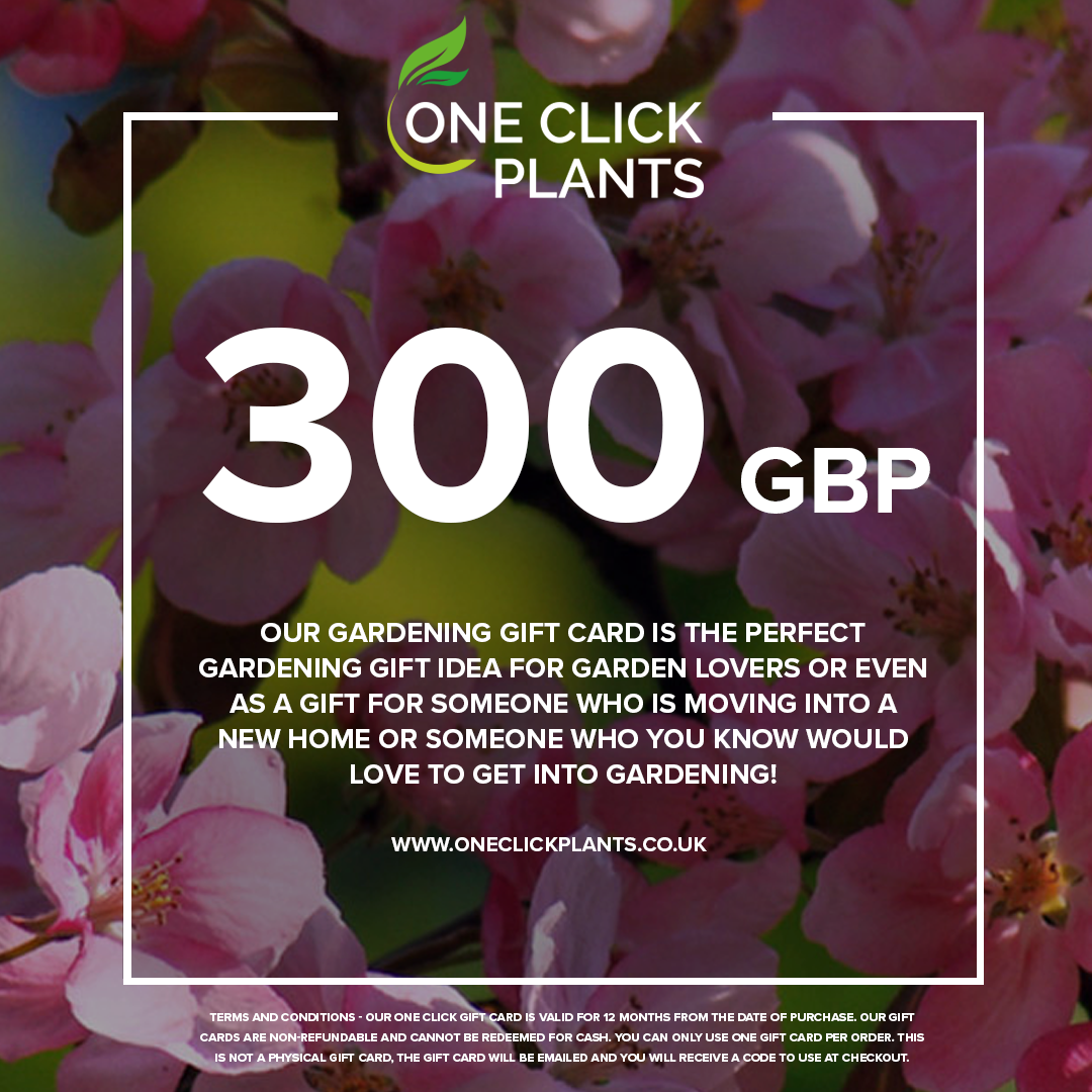 A promotional image for the One Click Plants Gardening Gift Card (£25–£300), featuring blooming pink flowers and text highlighting it as the ideal gardening gift for garden lovers or new homeowners.