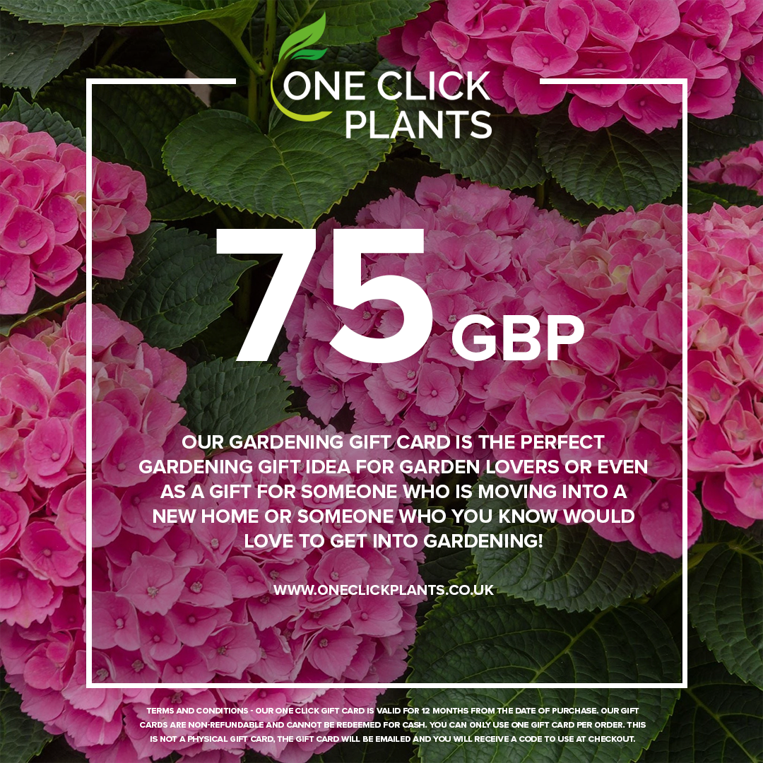 A promotional graphic for One Click Plants shows pink hydrangeas with a white square frame. Bold text features &quot;from £25&quot; and promotes the One Click Plants Gardening Gift Card as the perfect gift idea for garden lovers.