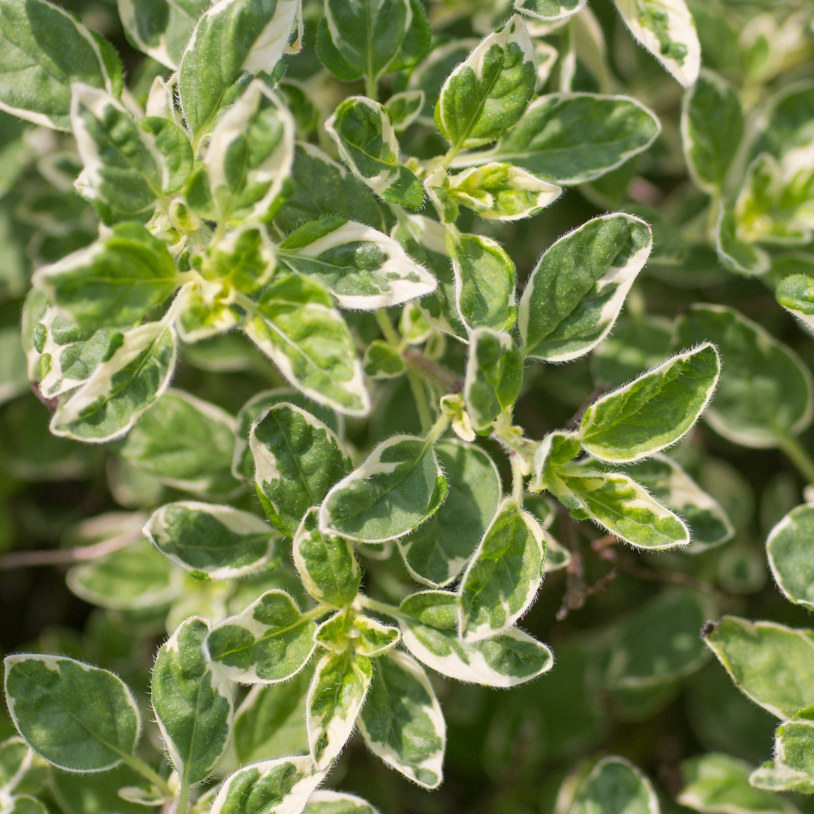 Oregano Country Cream (Herb) 9cm