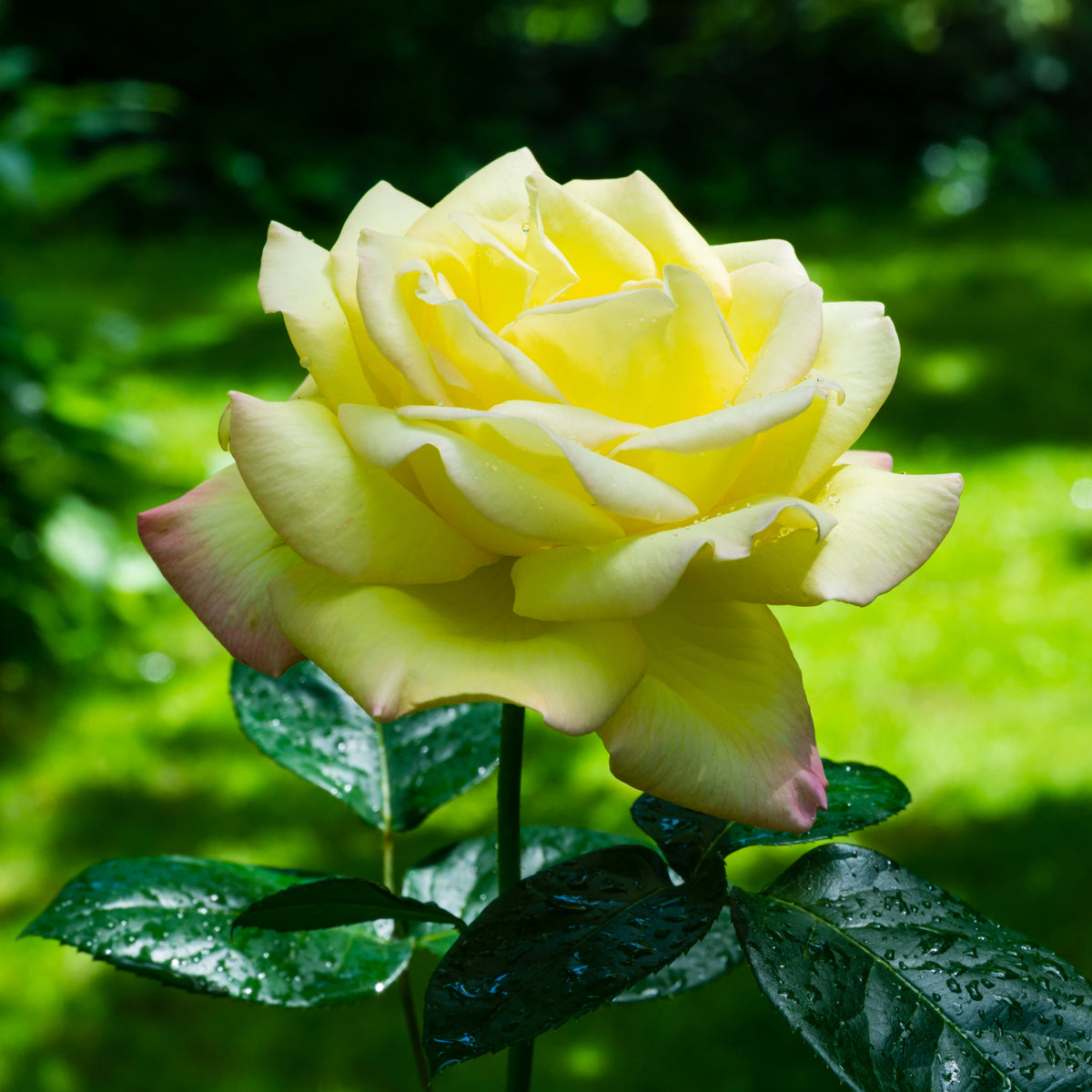 The Rose &#39;Peace&#39; | Hybrid Tea | 4L Potted Rose (PRE ORDER DECEMBER &#39;25) features yellow blooms tipped with pink, set against lush green leaves that glisten with water droplets, evoking freshness after recent rain or watering.