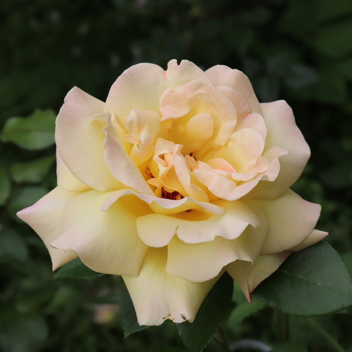 A close-up of the Rose &#39;Peace&#39; Hybrid Tea in pale yellow, featuring soft, slightly ruffled petals against a lush green backdrop. Available as a 4L Potted Rose.