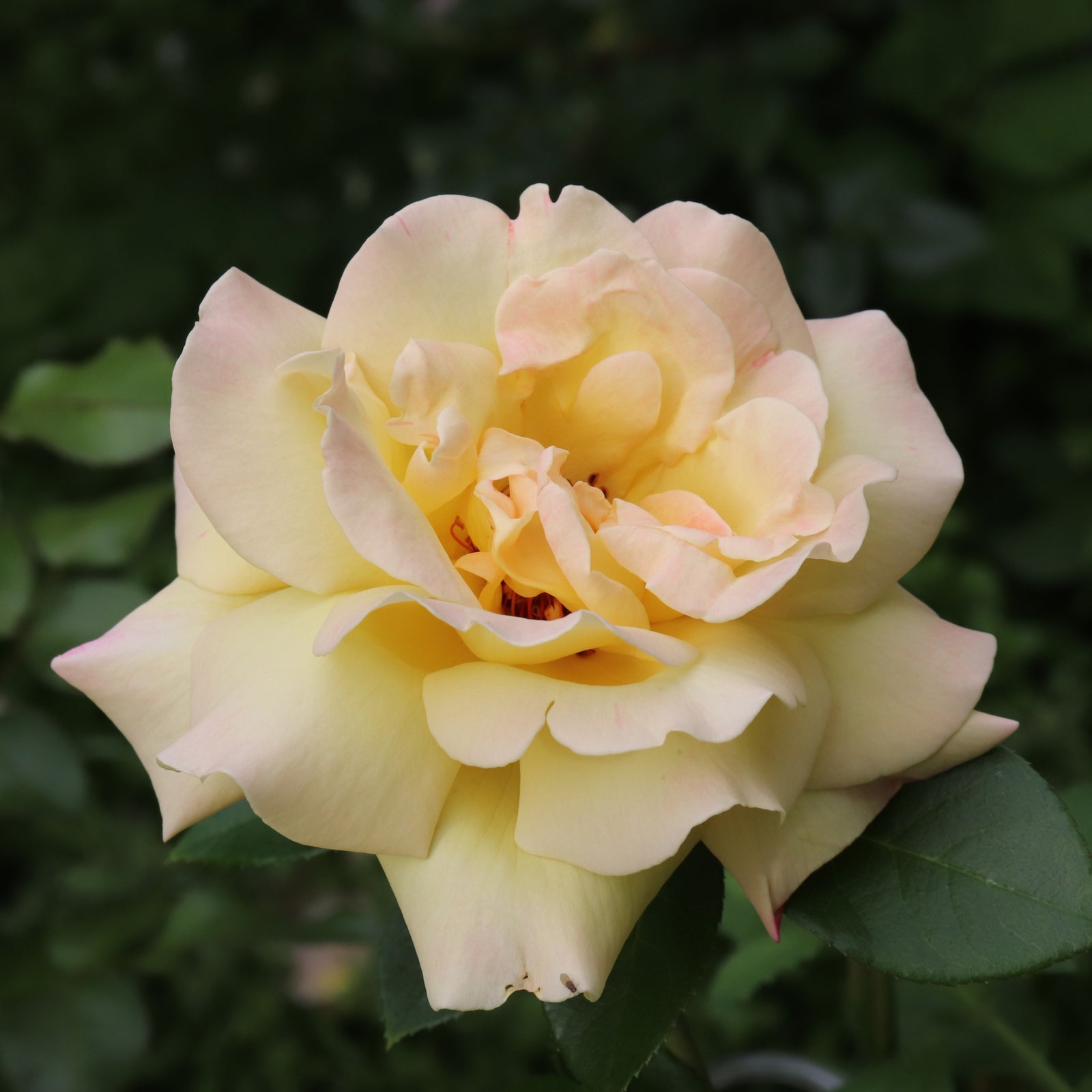 A close-up of the Rose 'Peace' Hybrid Tea in pale yellow, featuring soft, slightly ruffled petals against a lush green backdrop. Available as a 4L Potted Rose.
