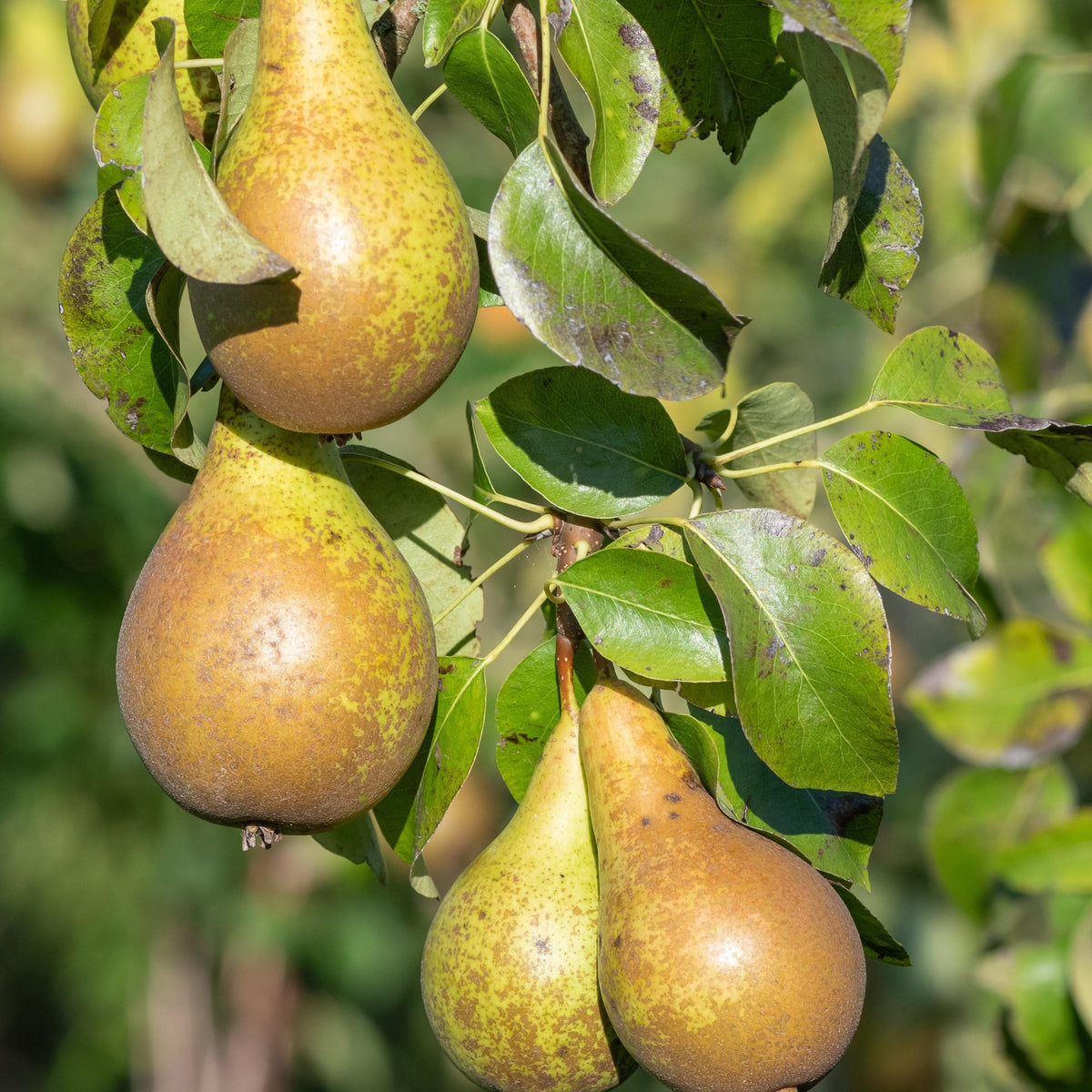 Three ripe pears hang from a Dwarf Patio Pear Tree &#39;Conference&#39; (Pyrus communis) 2/4L, their yellow-green and brown-speckled skin highlighted by sunlight amid lush green leaves.