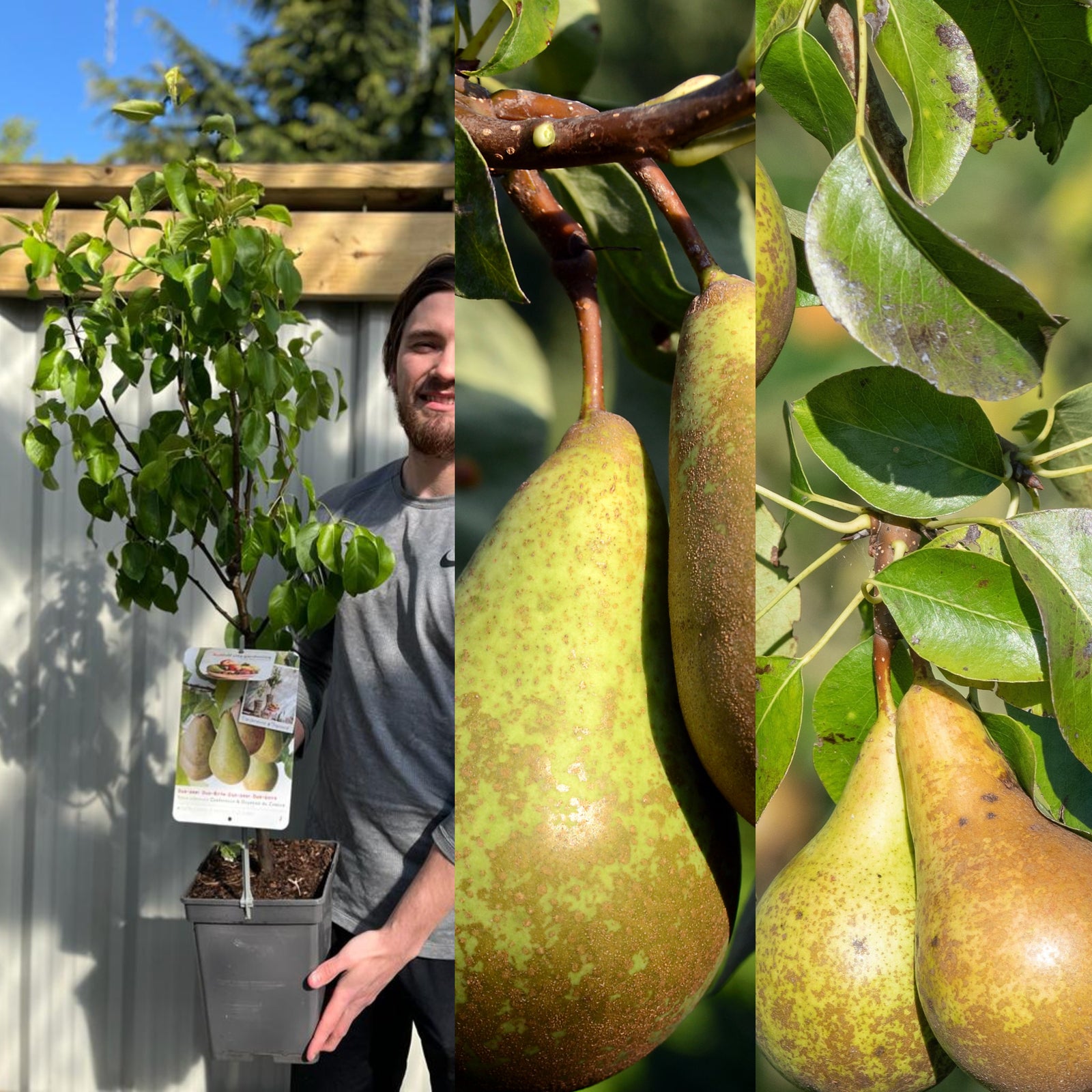 Dwarf/Patio Duo Pear Tree - Conference + Doyenne du Comice (2 in 1)