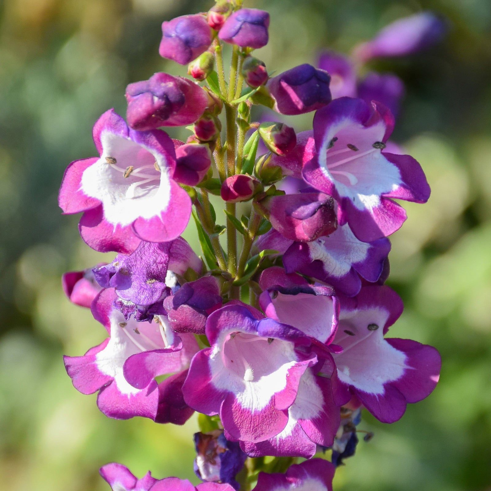 A close-up of Penstemon Phoenix Violet flowers blooming on a single green stem in a 9cm pot, with purple and white petals set against a blurred natural background—a striking perennial display.