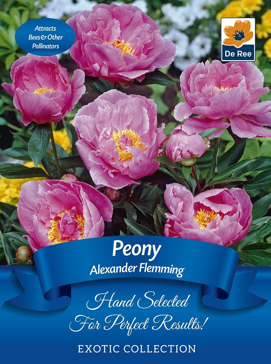 Peony &#39;Alexander Fleming&#39; | Exotic Collection | 1 Bulb