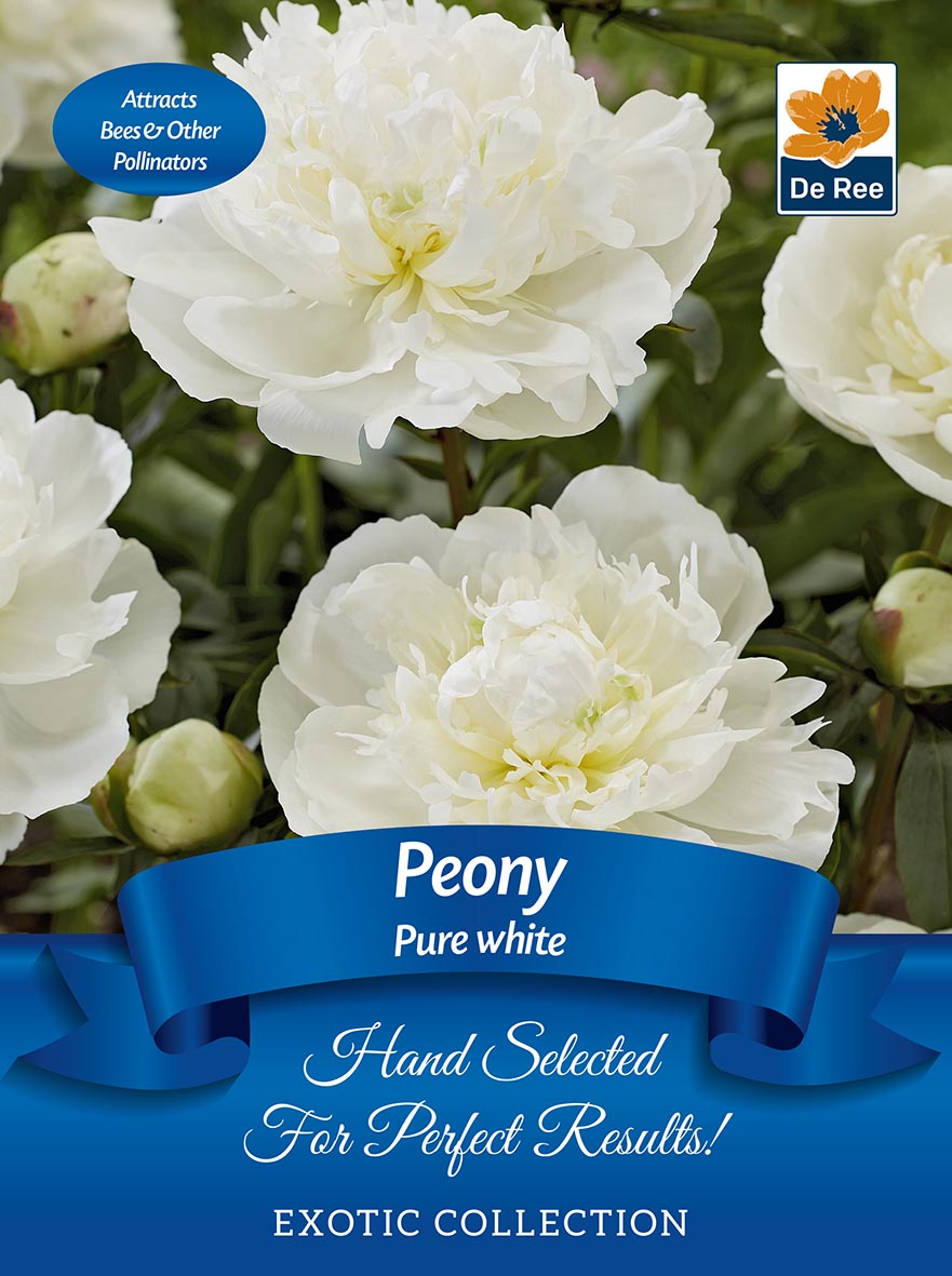 Peony &#39;Pure White&#39; | Exotic Collection | 1 Bulb: Features pure white, fragrant blooms with lush green leaves. Attracts bees and pollinators, perfect as cut flowers. Blue label reads &quot;Peony Pure White, Hand Selected For Perfect Results! Exotic Collection.