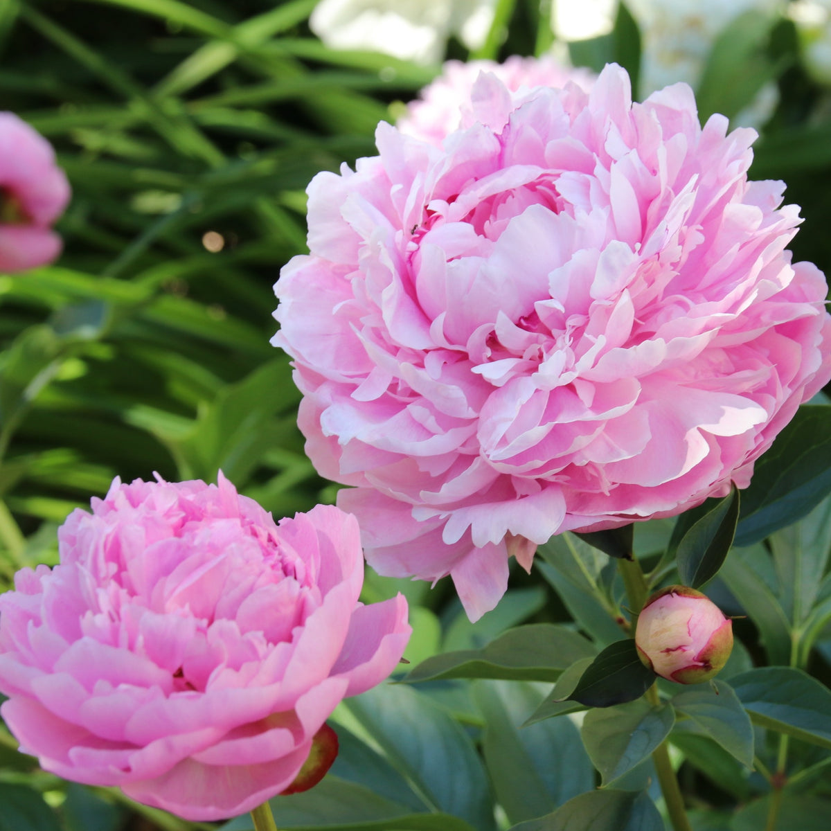 Peony Mix of 3 Plants (3 x 9cm-1L Pots)