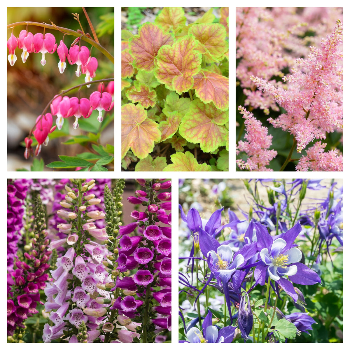 5 Perennials for a Shady Site