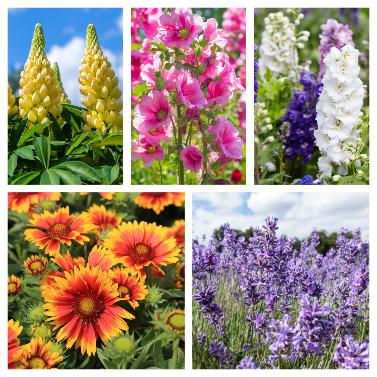 Collage showcasing &quot;5 Perennials for a Sunny Site&quot;: yellow lupines, pink hollyhocks, white and purple delphiniums, vibrant red and yellow blanket flowers, and a field of purple lavender thriving in the sun.