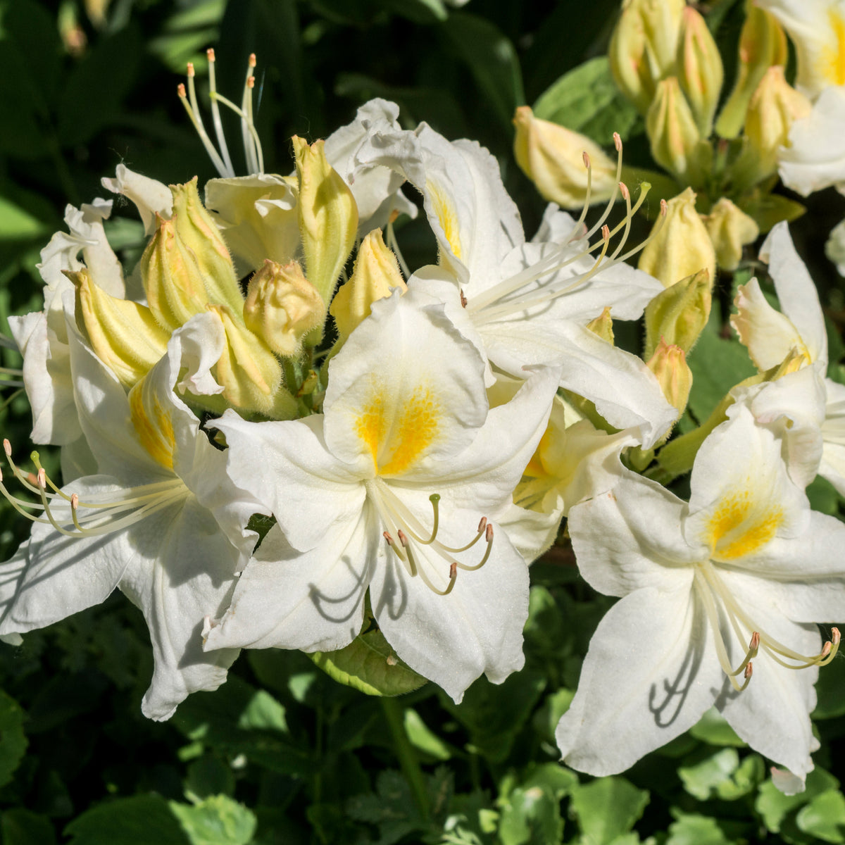 Azalea knaphill &#39;Persil&#39; 2L features clusters of white flowers with yellow centers and prominent stamens, blooming among green foliage. This evergreen shrub is perfect for adding vibrant color to your garden.