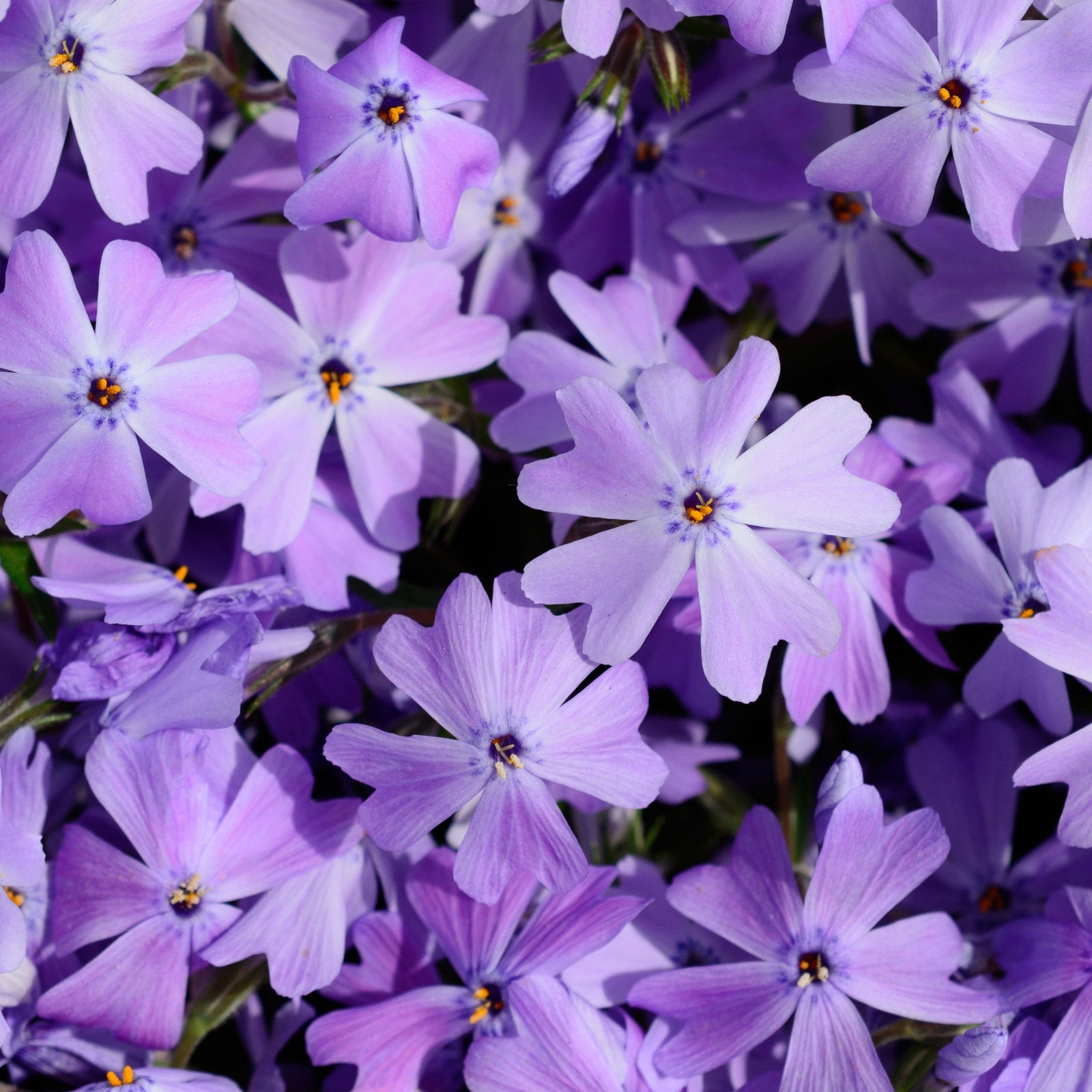 A close-up of dense clusters of star-shaped purple and lavender Phlox subulata 'Emerald Cushion Blue' flowers in a 9cm pot, a hardy perennial ground cover, with vibrant centers filling the frame.