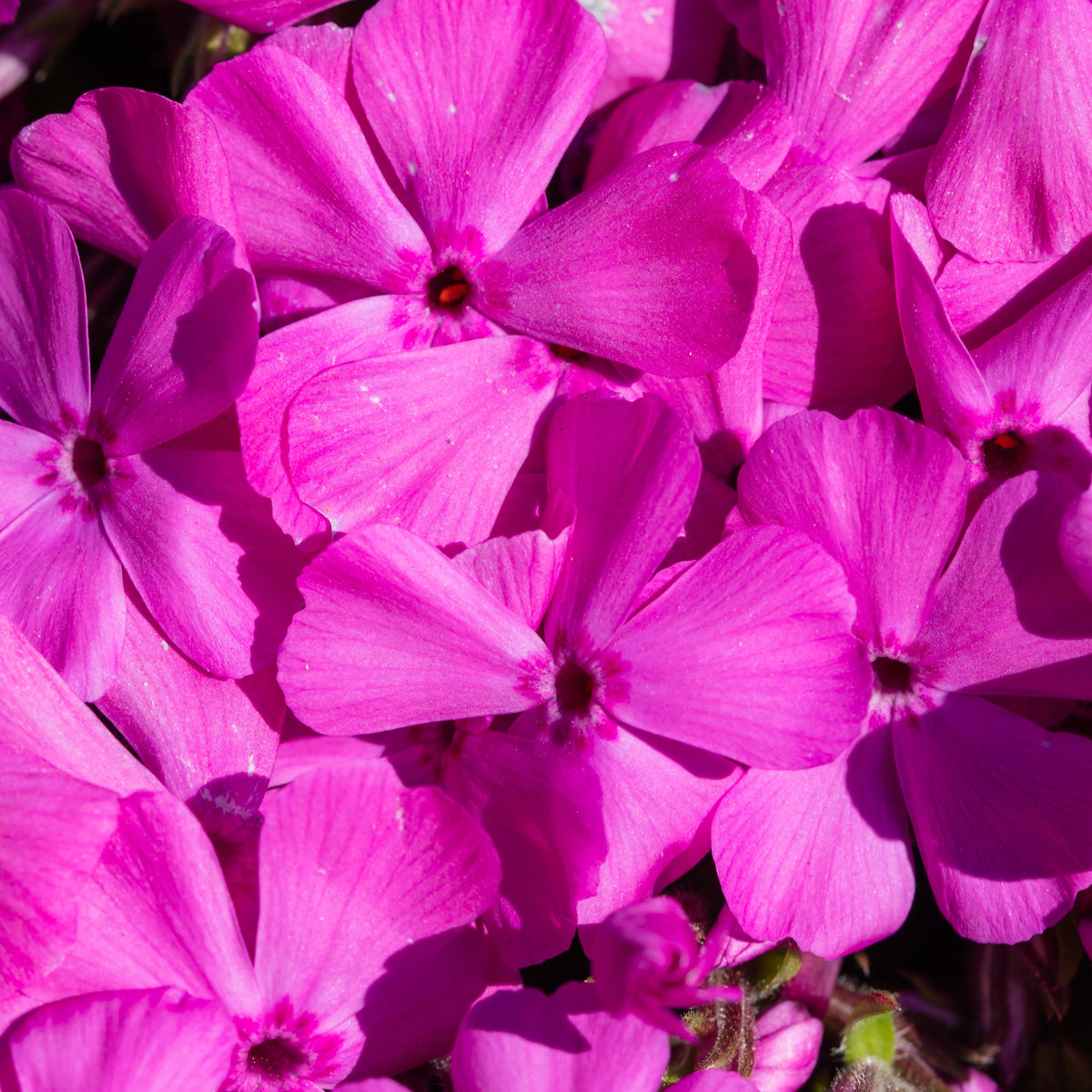 A close-up of Phlox - PINK 1.5L shows vibrant pink, five-petaled flowers with dark centers densely clustered on semi-evergreen perennials, creating a lively and colorful display.