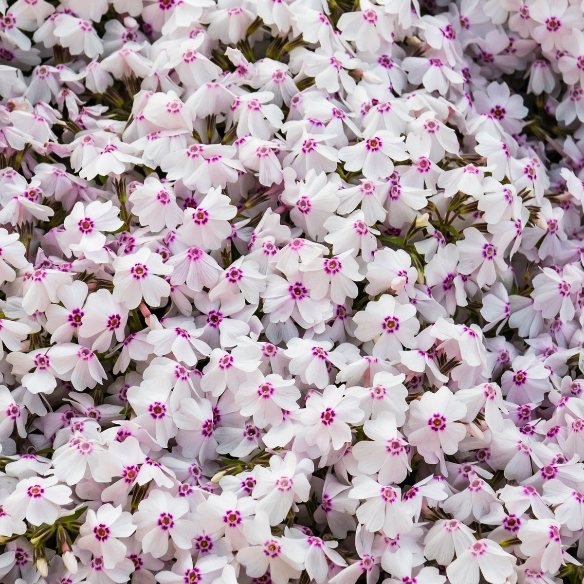 Phlox Fashionably Early Lavender Ice (Dwarf) 2L forms a dense carpet of small white flowers with pinkish centers and star-shaped petals, offering vibrant color and a long flowering period in your garden.