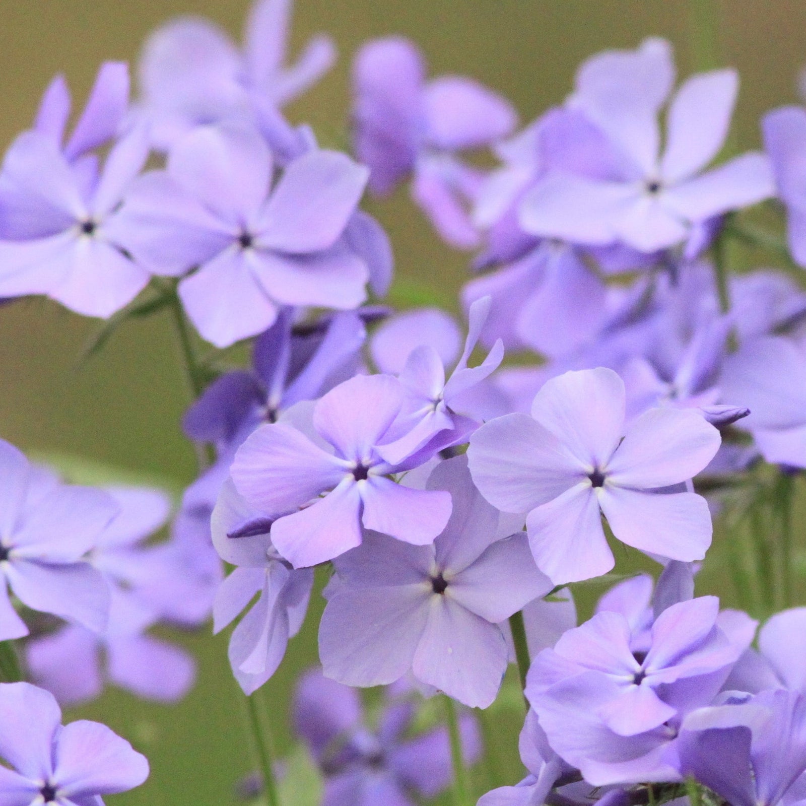 Phlox Subulata - Light Pink 1.5L