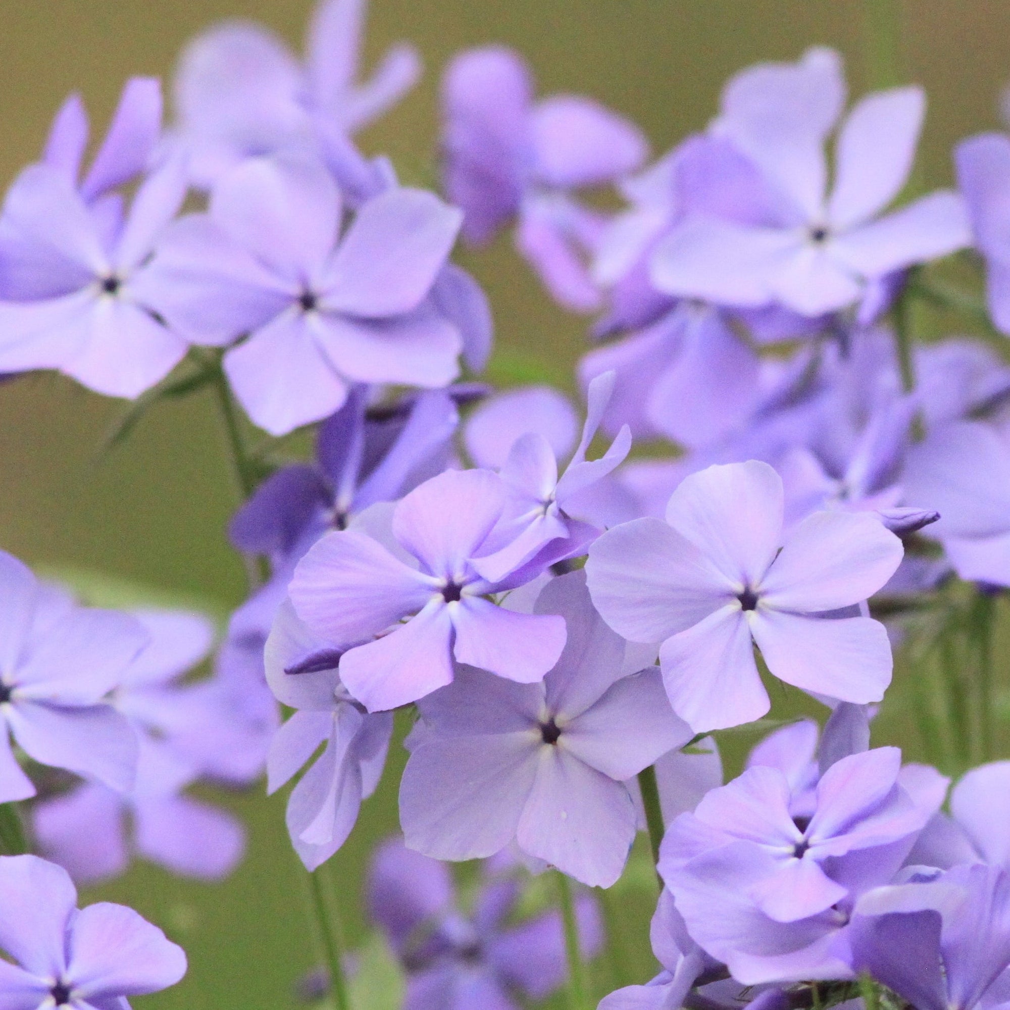 Phlox Subulata - Light Pink 1.5L