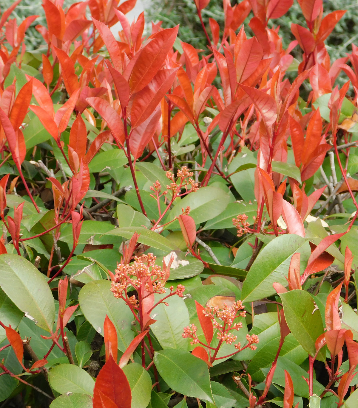 Bright red new leaves and clusters of small flower buds contrast with green foliage on the fast-growing, evergreen Photinia Red Robin (12cm Pot).