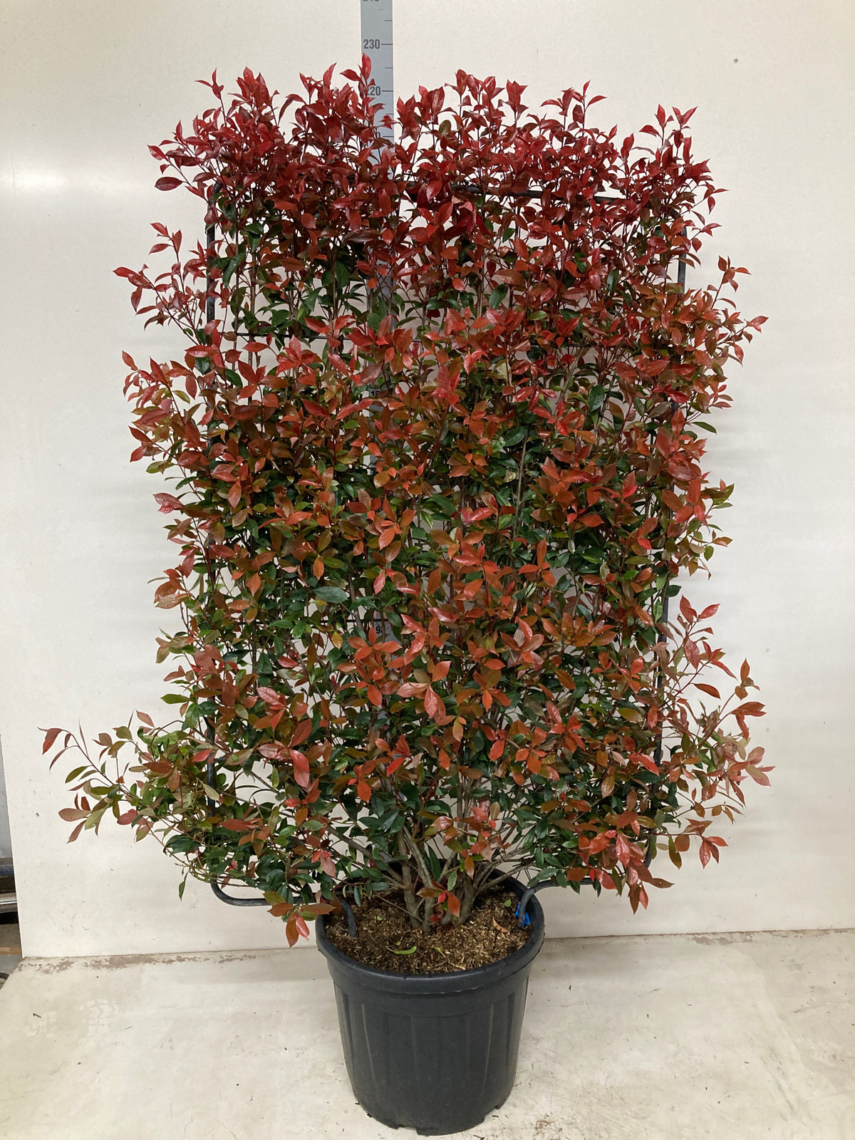 Photina x fraseri &#39;Compacta&#39; On Frame 2m is an evergreen shrub in a pot, ideal for instant screening with its striking red glossy leaves.