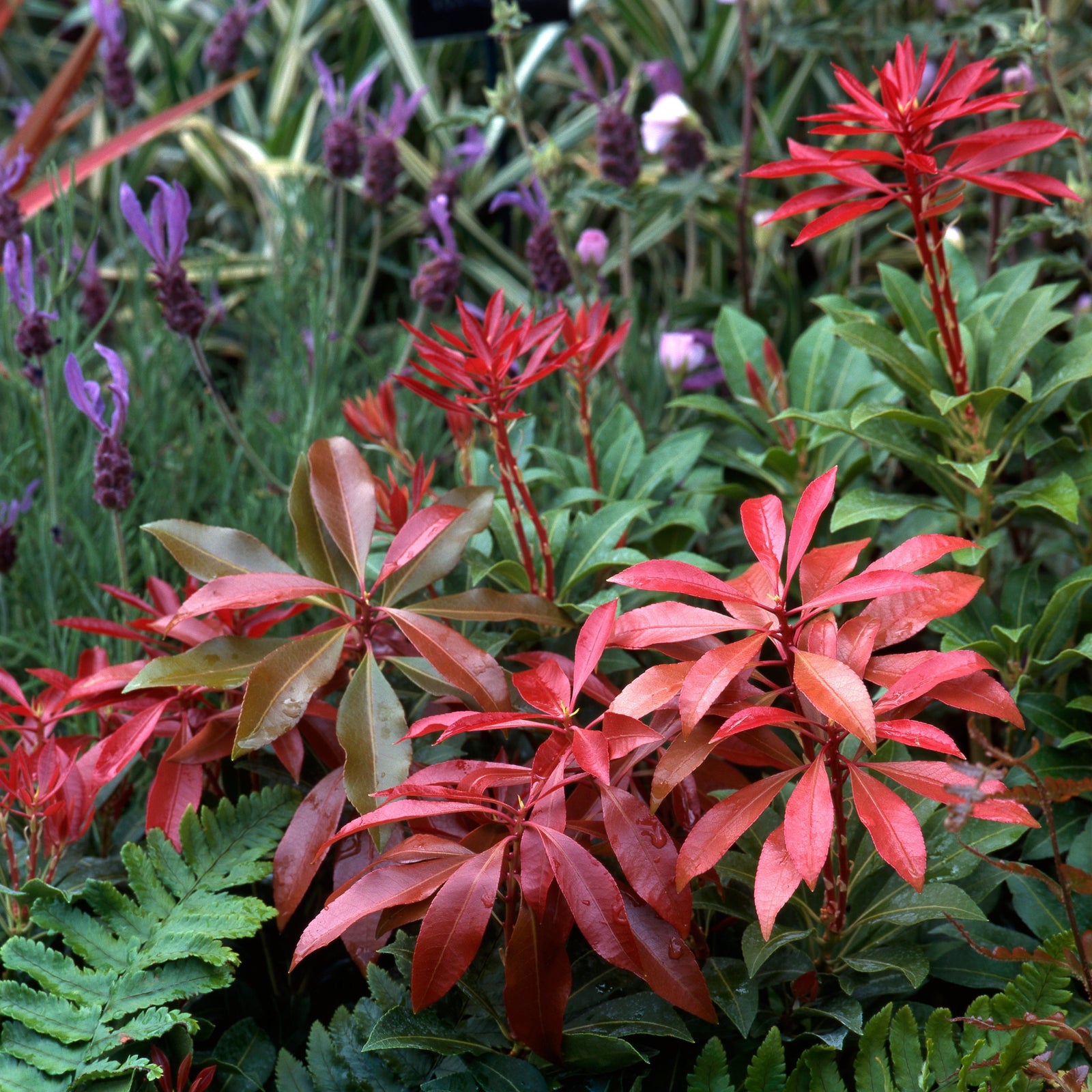 Pieris japonica ‘Mountain Fire’ (9cm/1L/2L), with its vibrant red new growth and slender leaves, stands out among green ferns and purple flowers, adding striking color and easy-care foliage to your garden.