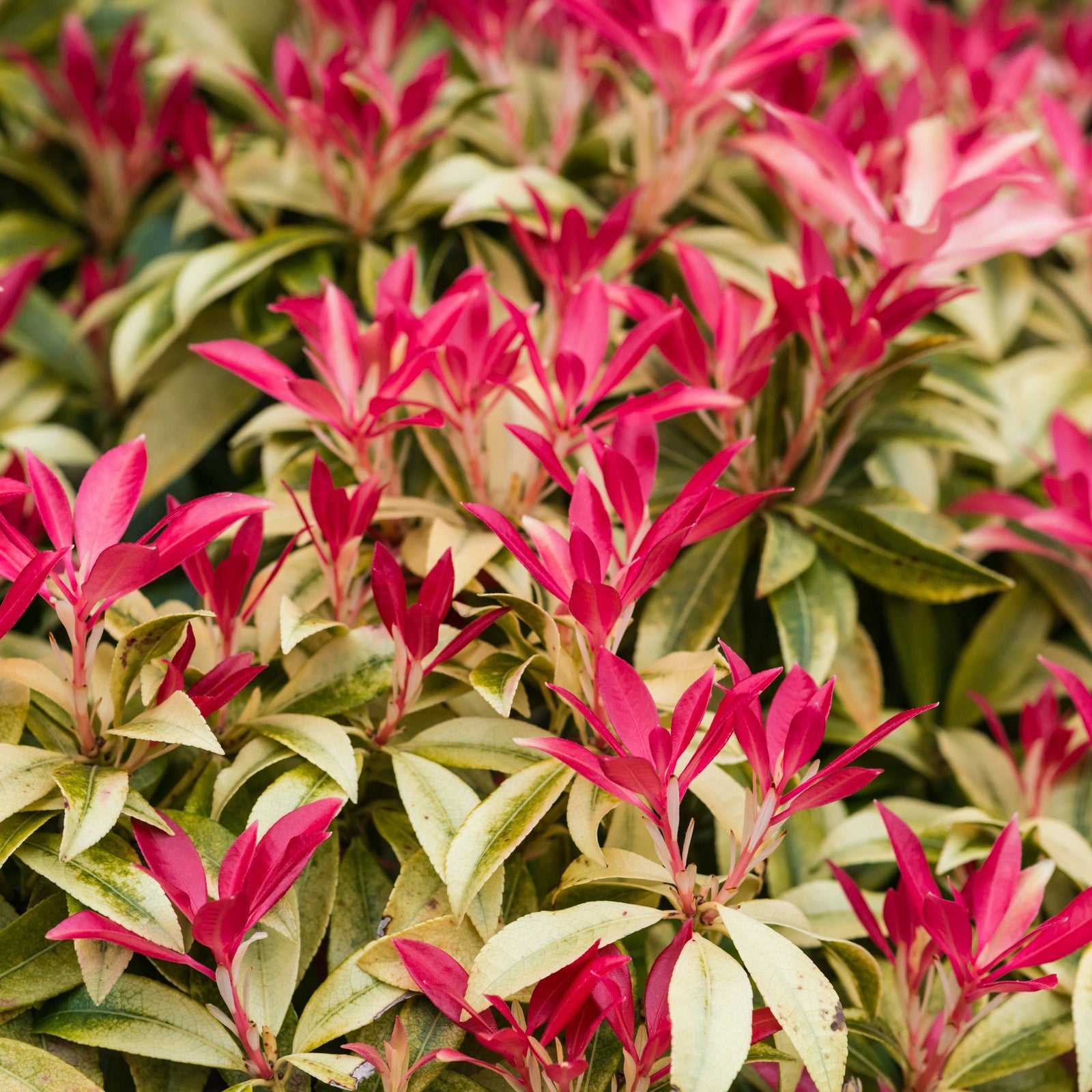 Pieris japonica Forest Flame features dense clusters of variegated green leaves with vivid pink new growth on an evergreen shrub, accented by white bell-shaped flowers for stunning visual contrast. Available in 2 sizes.
