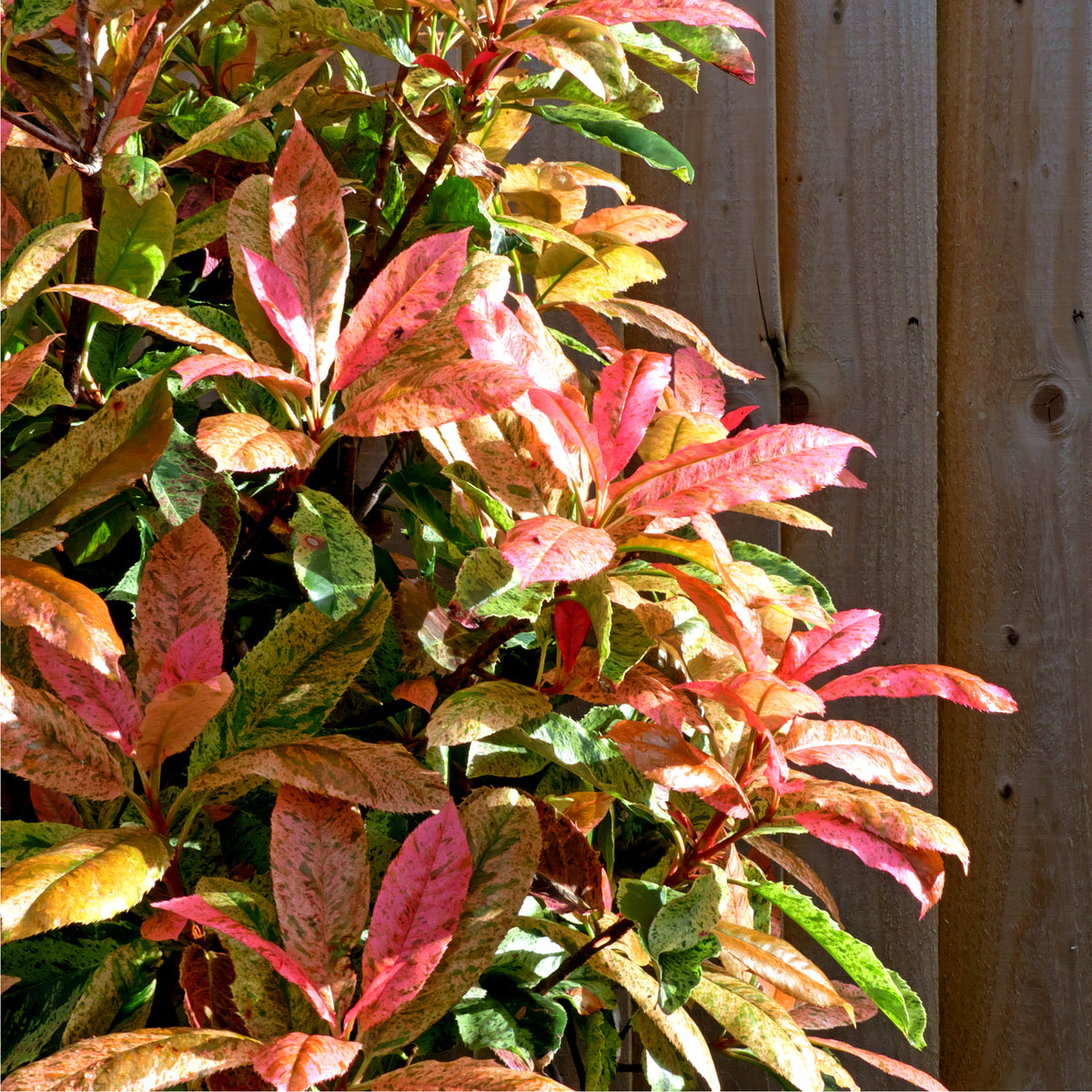 Photinia serratifolia &#39;Pink Crispy&#39; 3L features vibrant red, pink, green, and yellow leaves—ideal for a striking hedge. Multibuy offers available. Thrives in bright sunlight next to fences or borders.