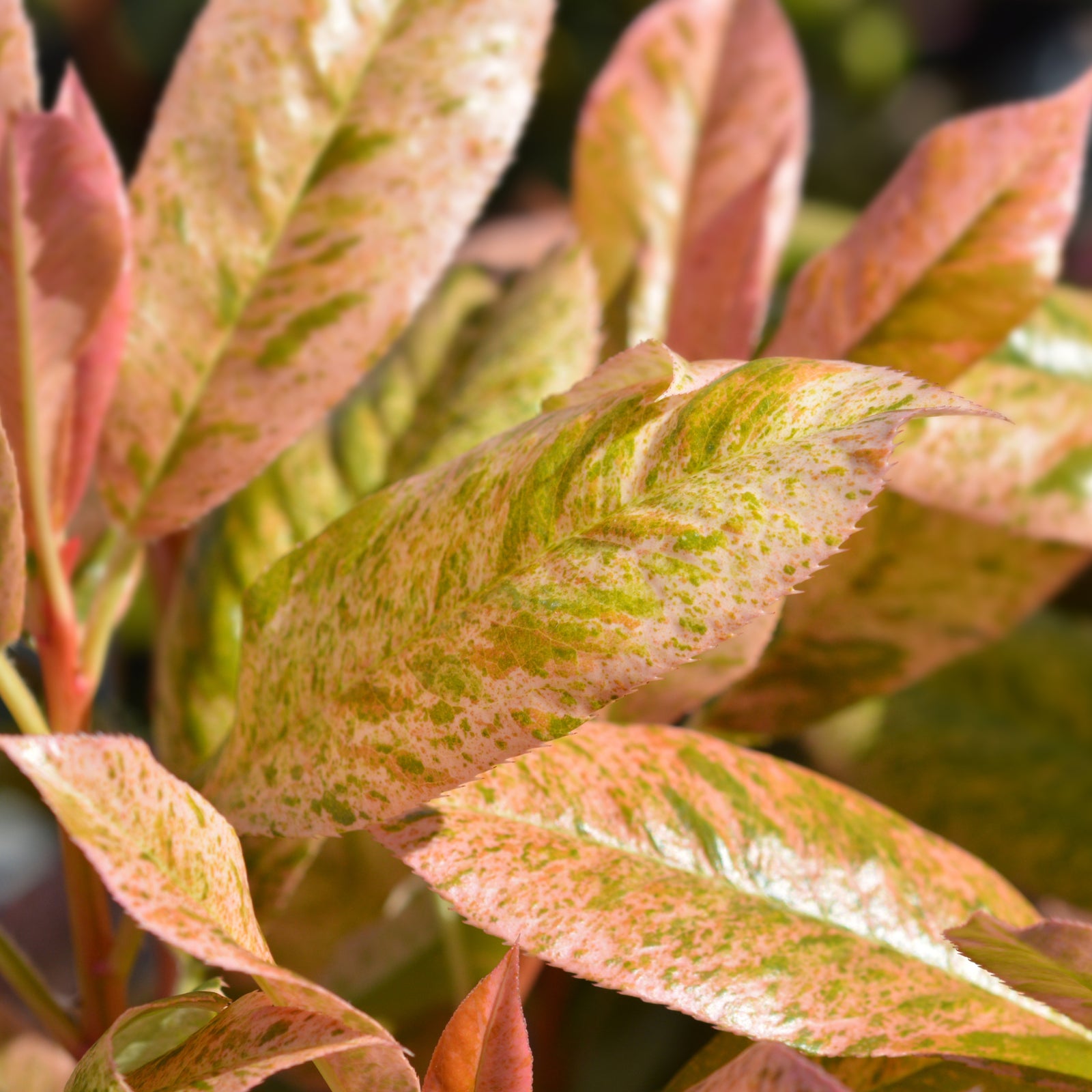 Close-up of Photinia serratifolia 'Pink Crispy' 3L leaves, showing their reddish-pink color with green speckles and veins, glossy texture, and vibrant look in sunlight. Multibuy offers available.