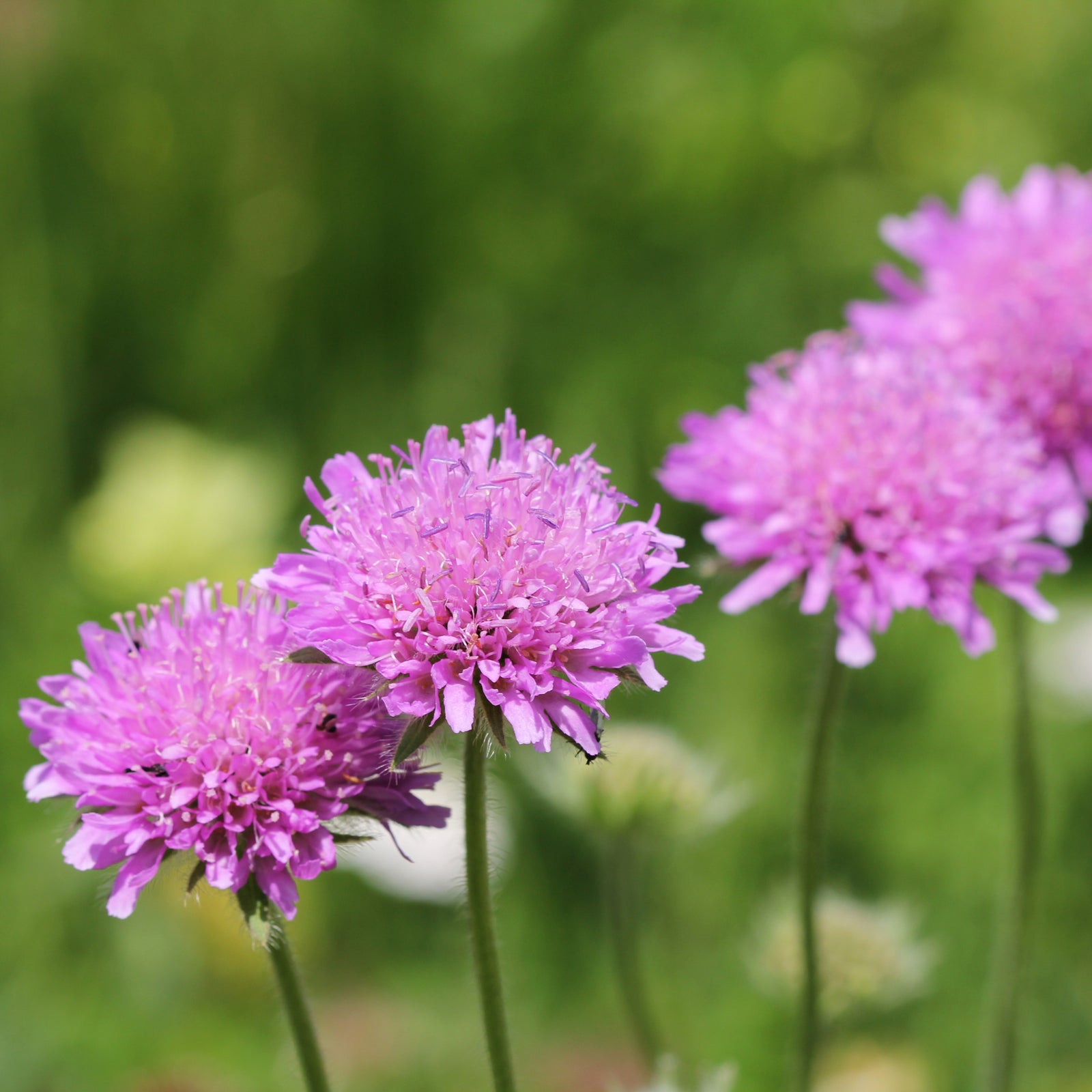 Close-up of Scabious 'Pink Mist' (9cm/2L), a hardy perennial with delicate pink blooms and textured centers, ideal for cottage gardens. Some green foliage and softly blurred flowers appear in the background.