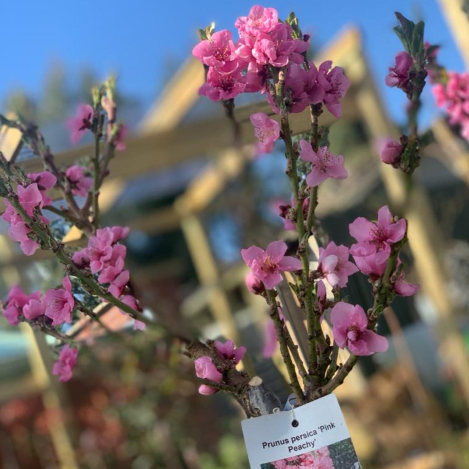 Close-up of pink blossoms in full bloom on a Prunus Persica (Peach) 'Pink Peachy' Dwarf Blossom Tree (80-90cm), set against a softly blurred blue sky.