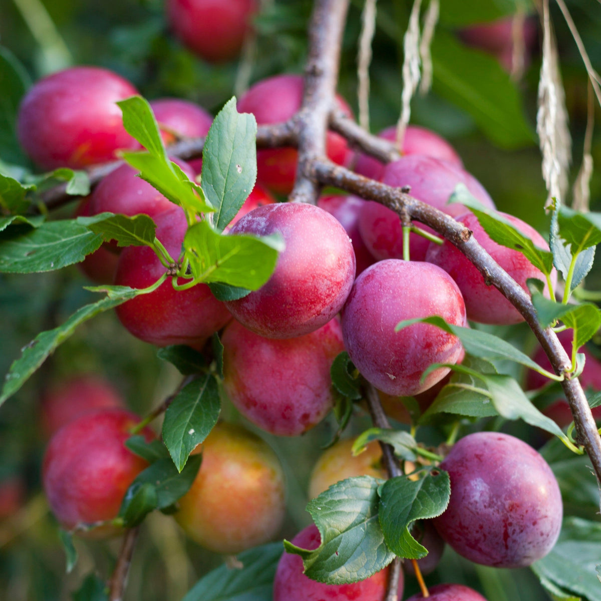 Ripe, red-purple plums cluster on the ‘Victoria’ Plum Tree 2L / 4L, surrounded by green leaves, with more fruit and blurred foliage in the background.