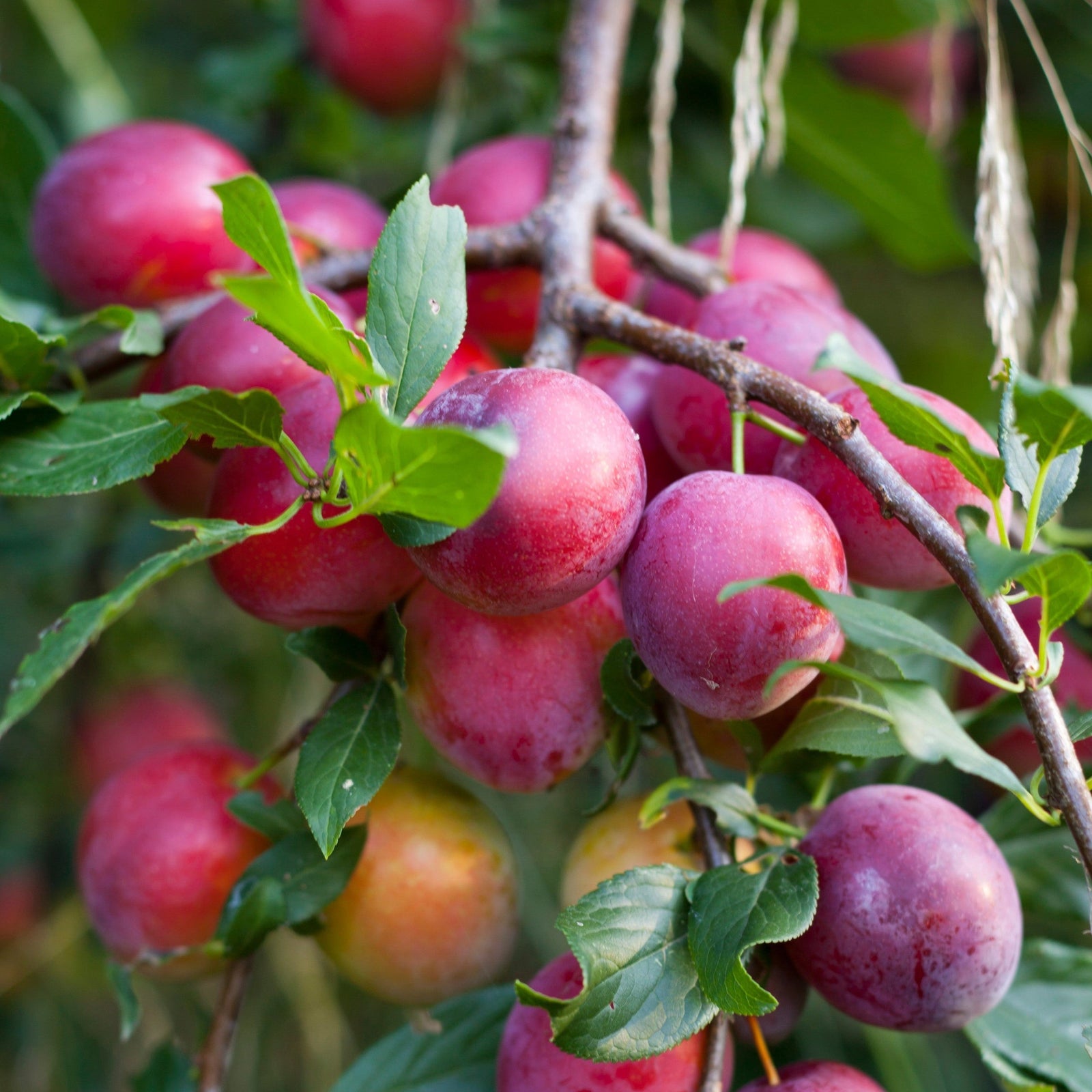 Ripe, red-purple plums cluster on the ‘Victoria’ Plum Tree 2L / 4L, surrounded by green leaves, with more fruit and blurred foliage in the background.