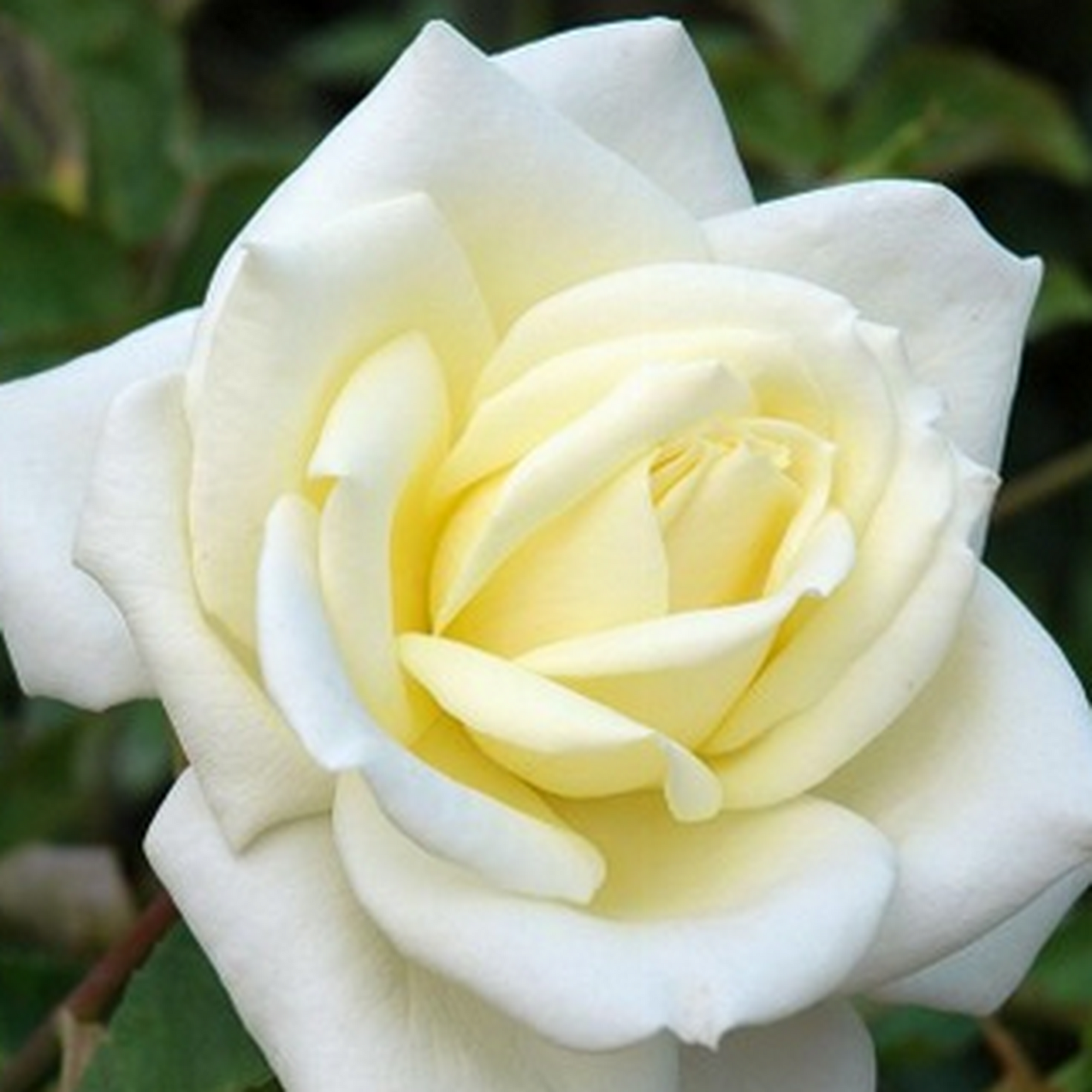 Rose Polar Star | Hybrid Tea Rose | 4L Potted Rose