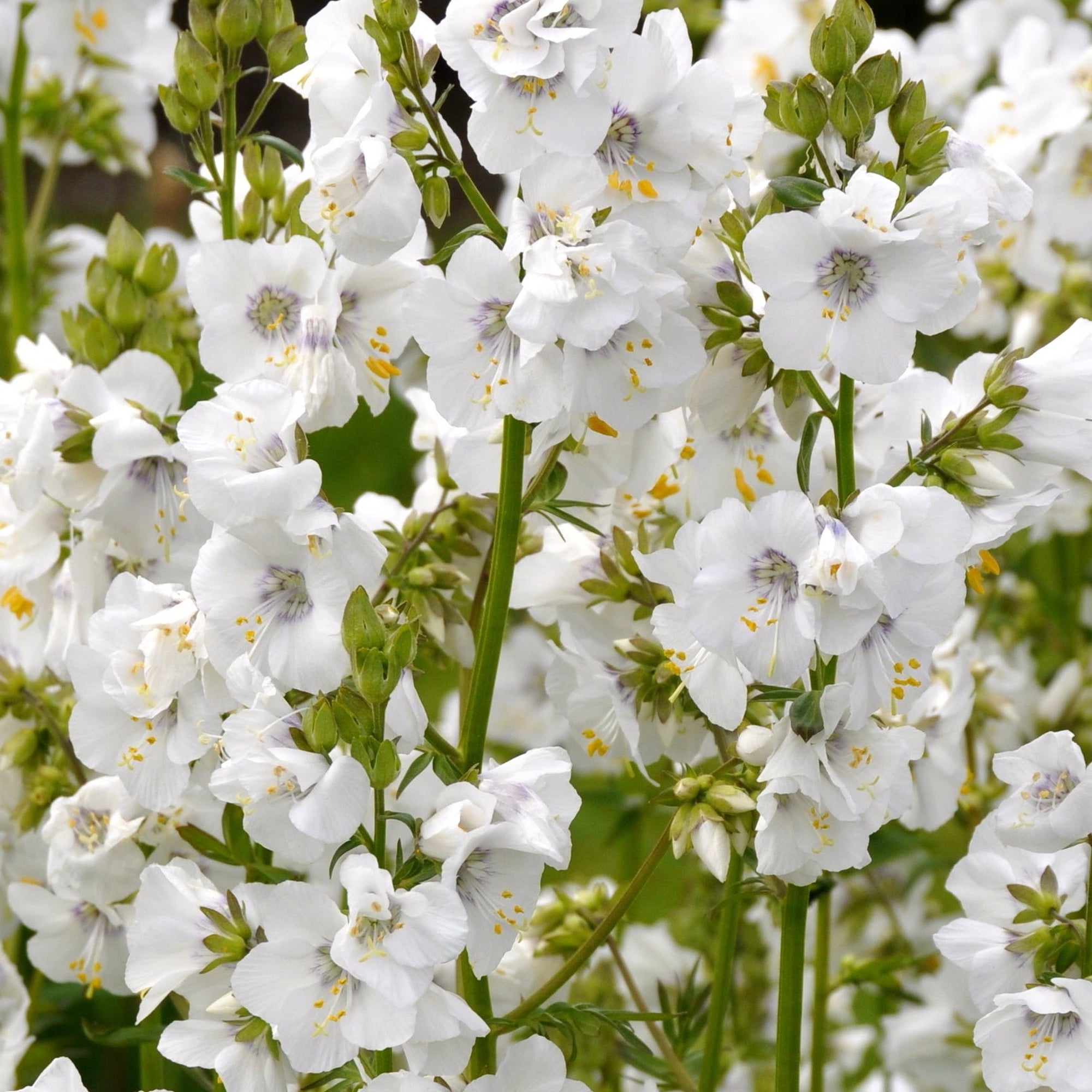 Polemonium caeruleum (Jacob's Lader) White 9cm