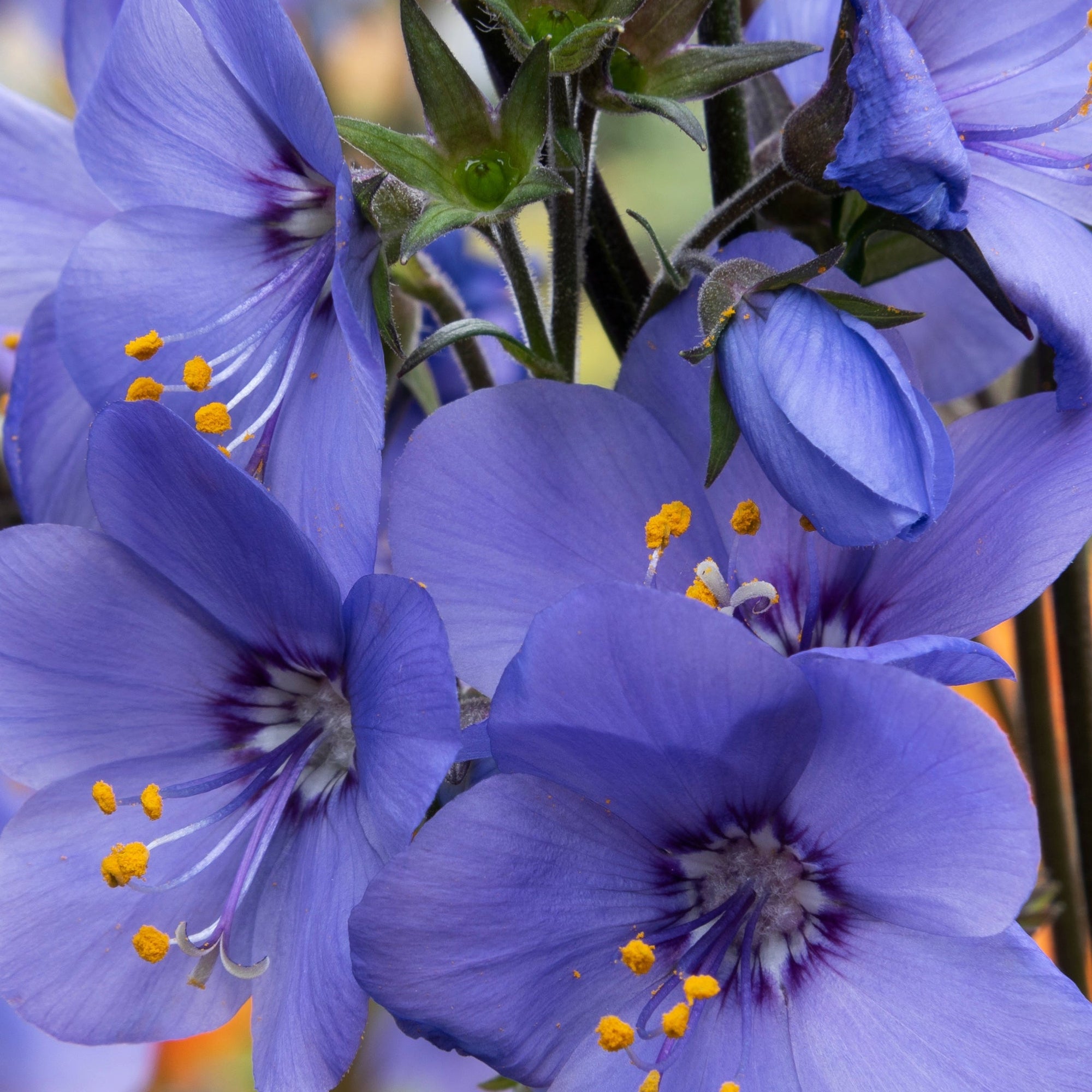 Polemonium 'caeruleum Blue' (Jacob's Ladder) 9cm/1L
