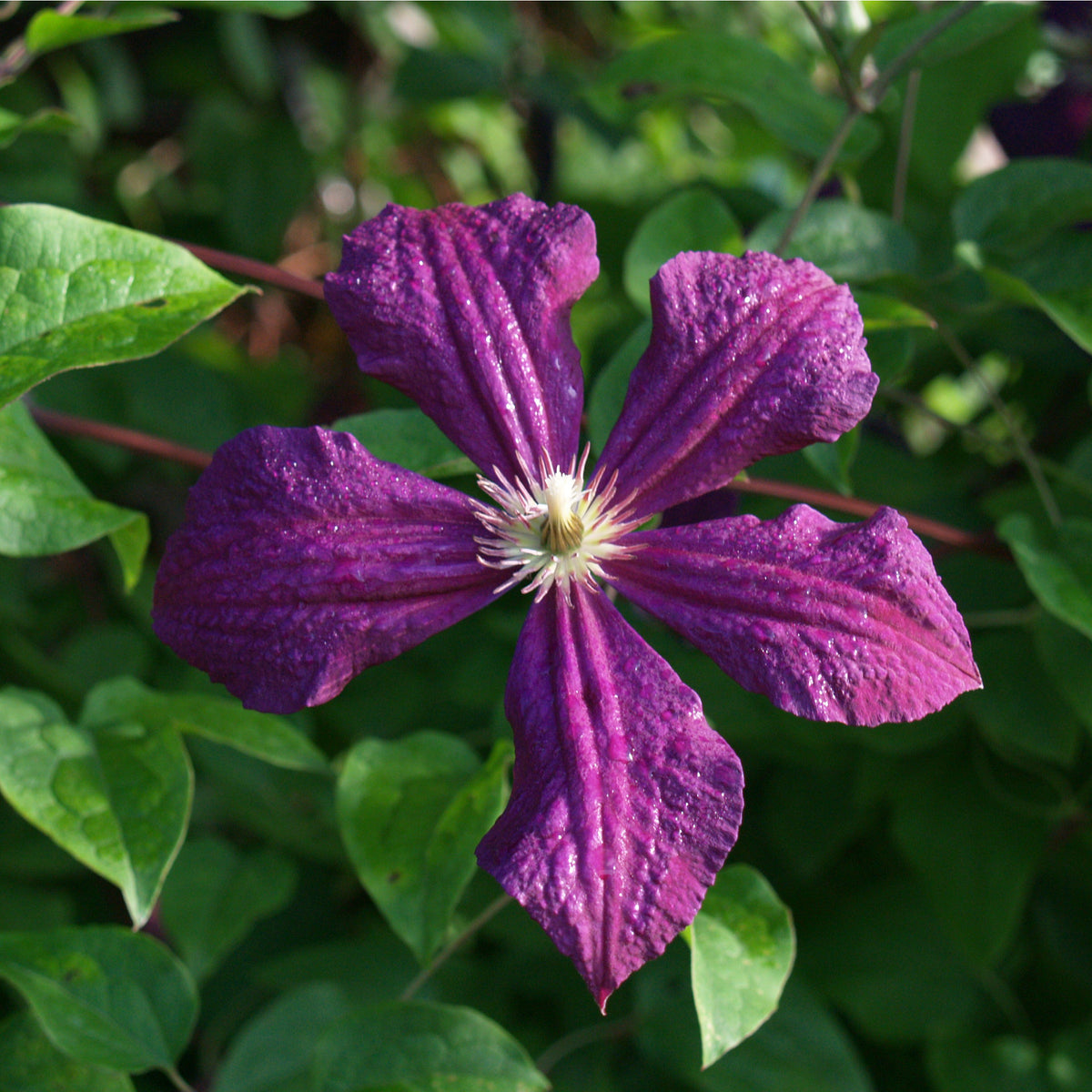Clematis &#39;Polish Spirit&#39; 60cm