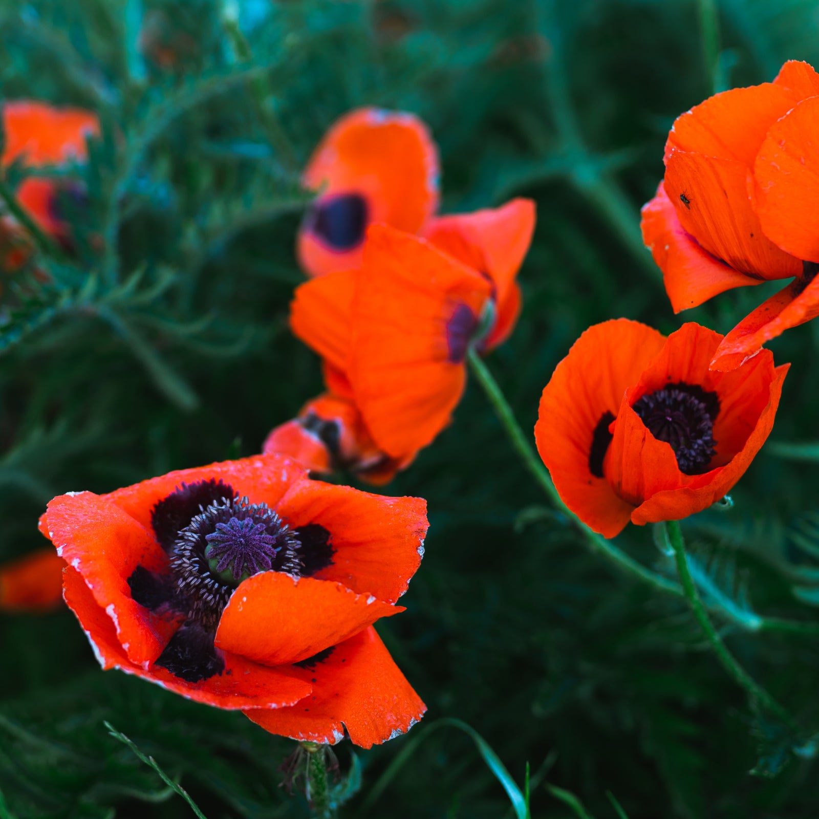 Close-up of Poppy 'Brilliant' 2L, a vibrant red perennial prized for cottage gardens, displays delicate ruffled petals encircling a dark purple-black center and intricate stamens.