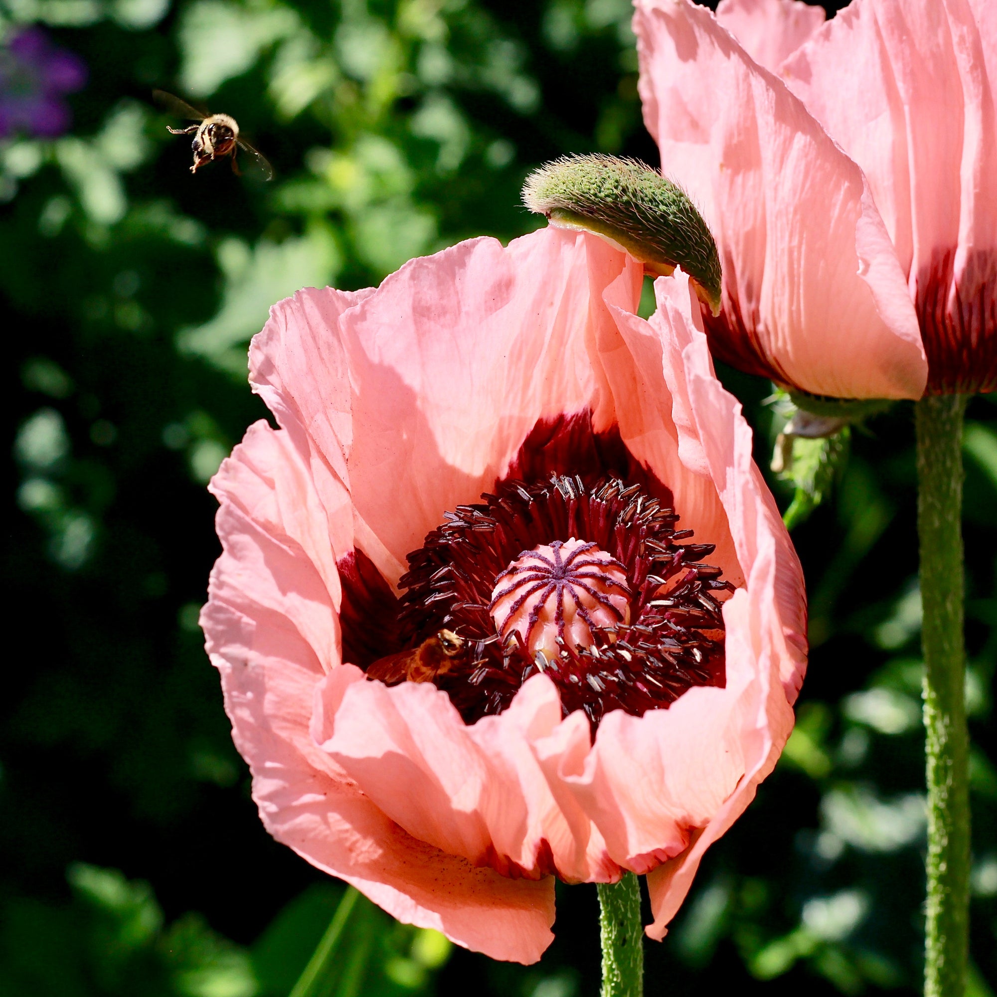 Poppy - Princess Victoria Louise (Pink) 9cm / 2L