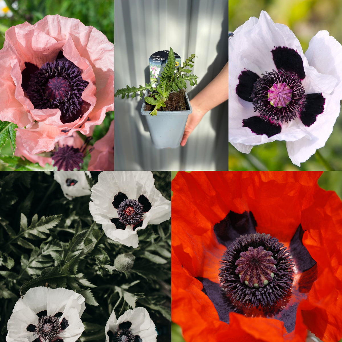 A collage of pink, white, and red poppies with dark centers and foliage—easy, cottage-style blooms. Includes a hand holding SPECIAL OFFER: Poppy Mix of 5 in a 1-litre perennial pot—ideal for low-maintenance garden charm.