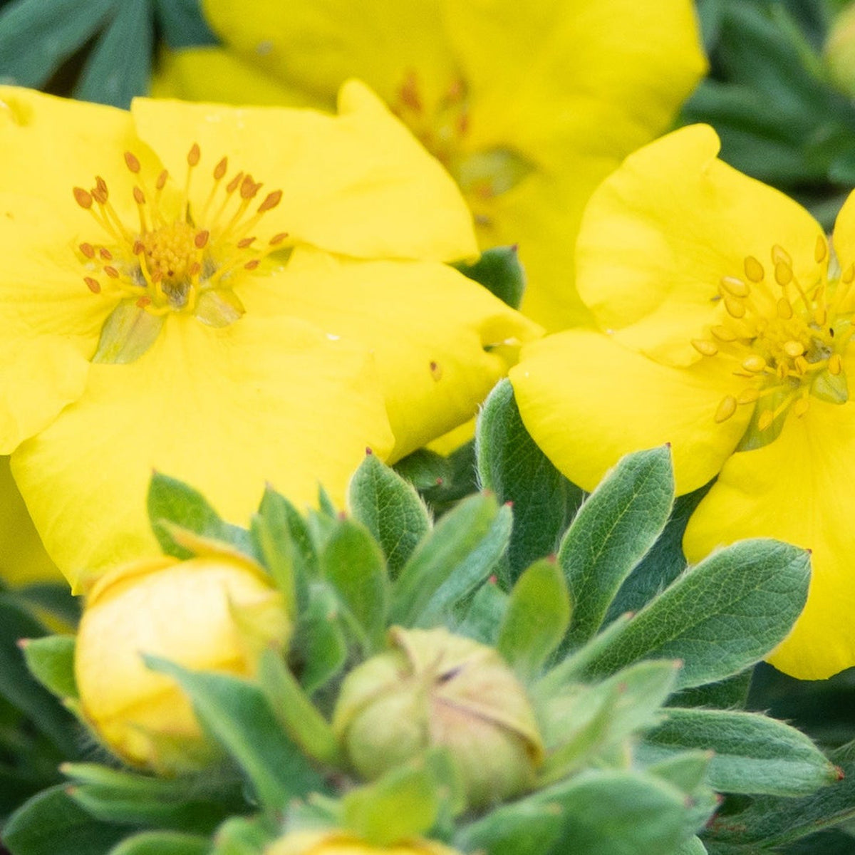 Potentilla &#39;Medicine Wheel Mountain&#39; (Yellow, 2L, 30-40cm) is a low-growing perennial with clusters of green leaves and bright yellow five-petaled blooms featuring orange-tipped stamens, with some buds yet to open.