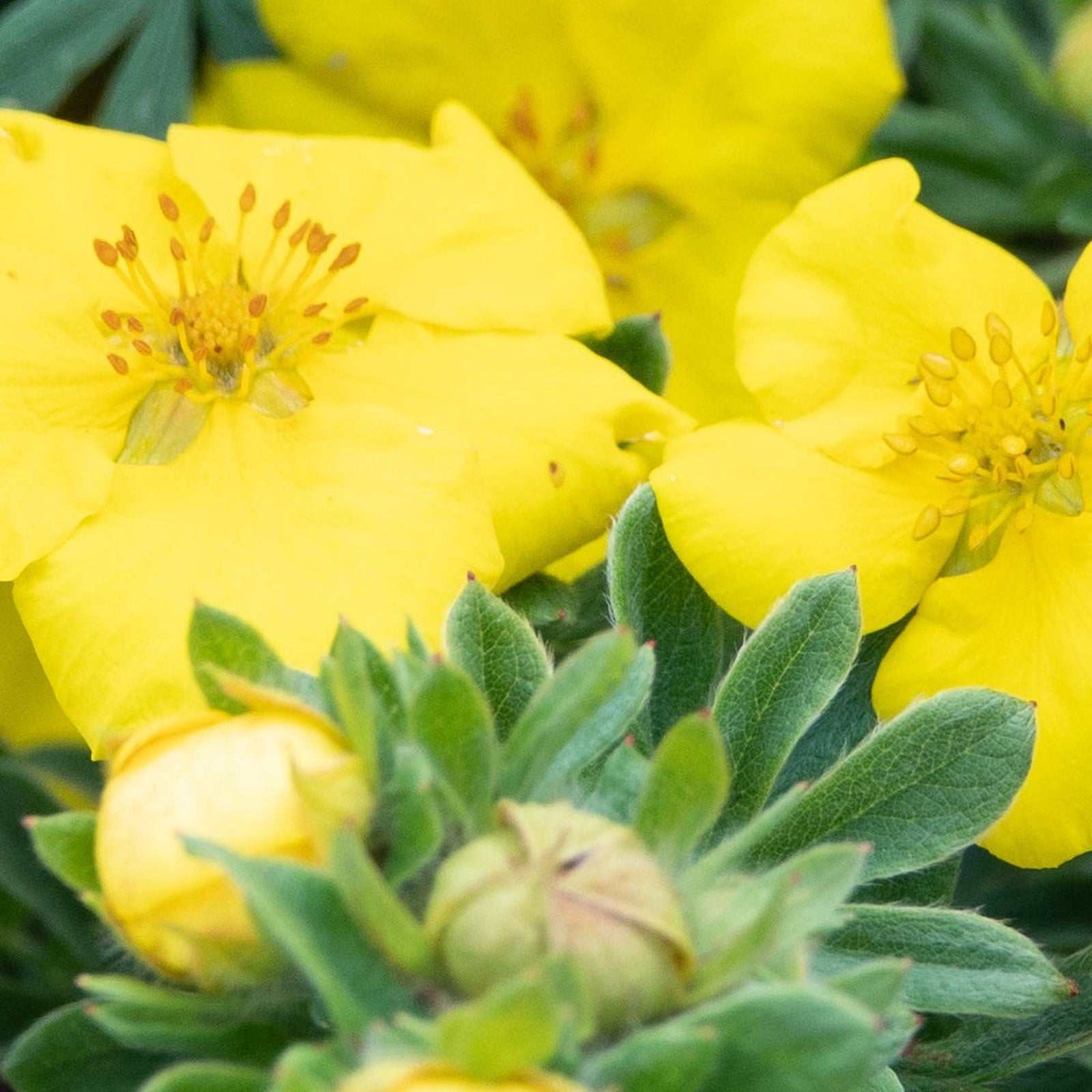 A Potentilla - Medicine Wheel Mountain - Yellow 2L (30-40cm) with bright yellow flowers blooms in front of a wooden fence, surrounded by lush green grass in the foreground.