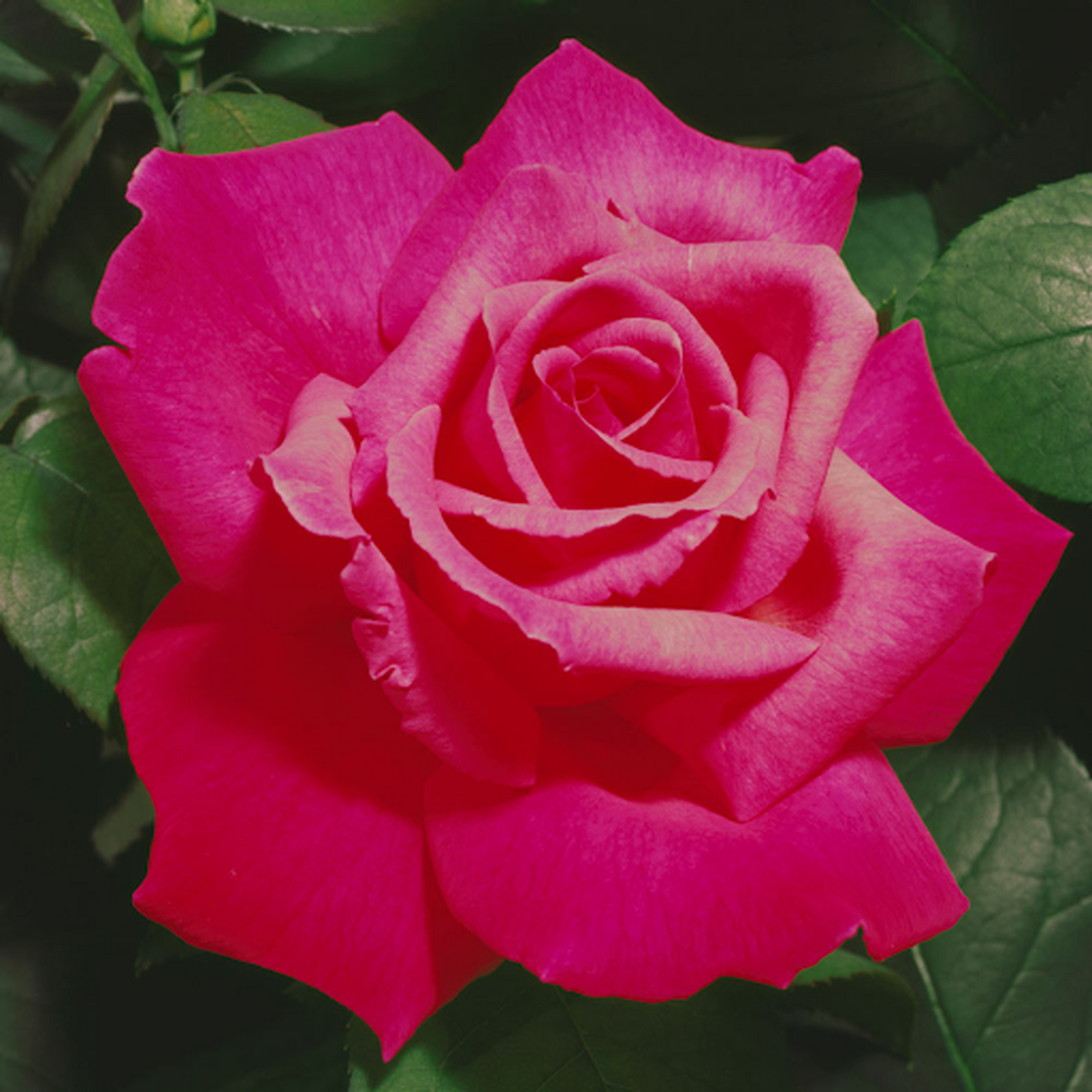 A close-up of the Prima Ballerina Hybrid Tea Rose (PRE ORDER DECEMBER '25) in full bloom, showcasing its vibrant deep pink petals surrounded by lush dark green leaves.
