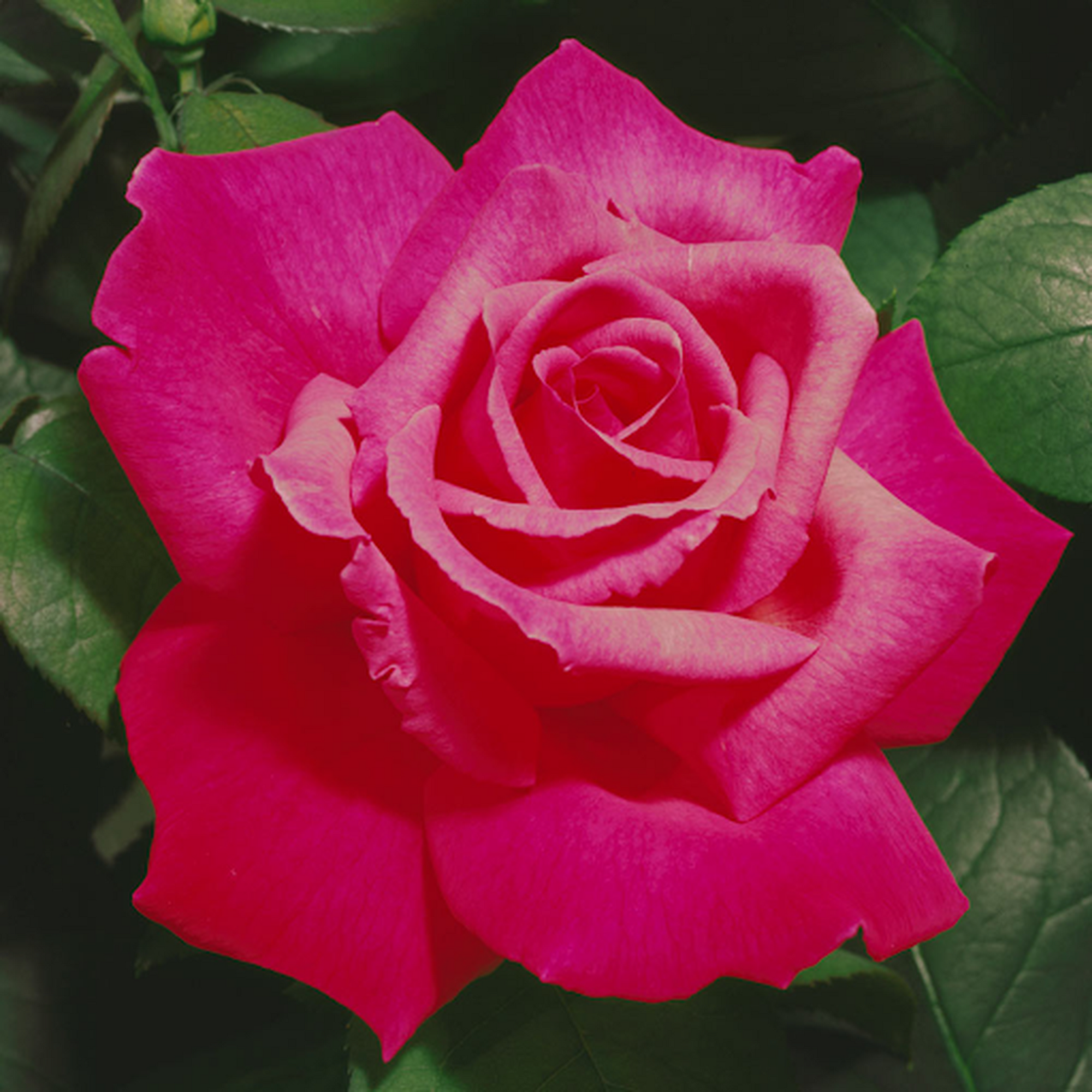 Prima Ballerina Hybrid tea Rose